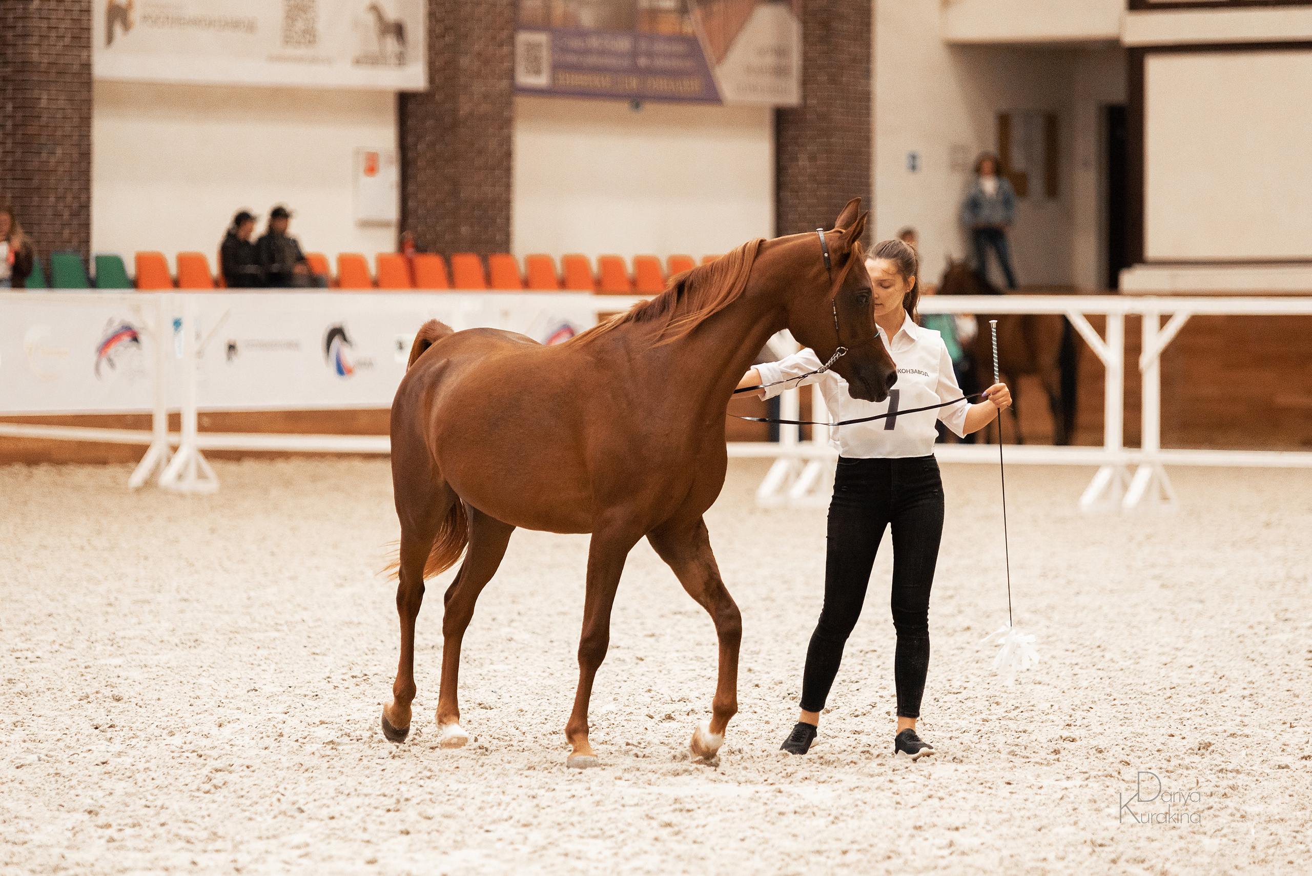 Конная Россия 2021. Конный фотограф Куракина Дарья • Фотосессии с лошадьми