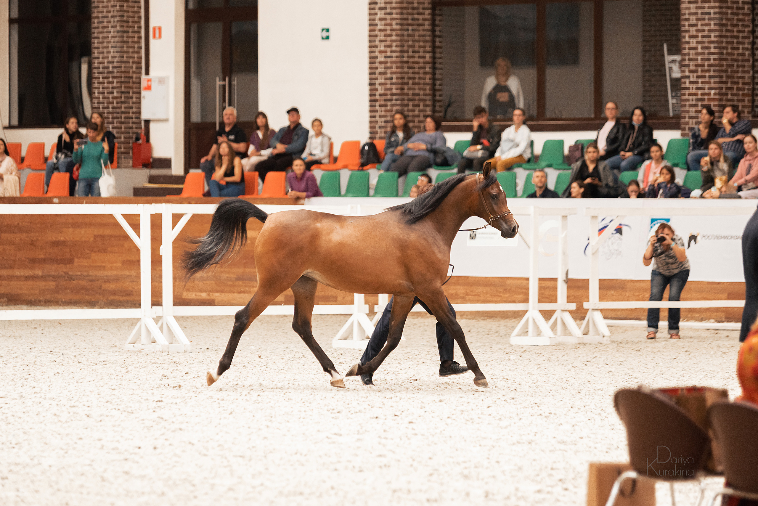 Конная Россия 2021. Конный фотограф Куракина Дарья • Фотосессии с лошадьми