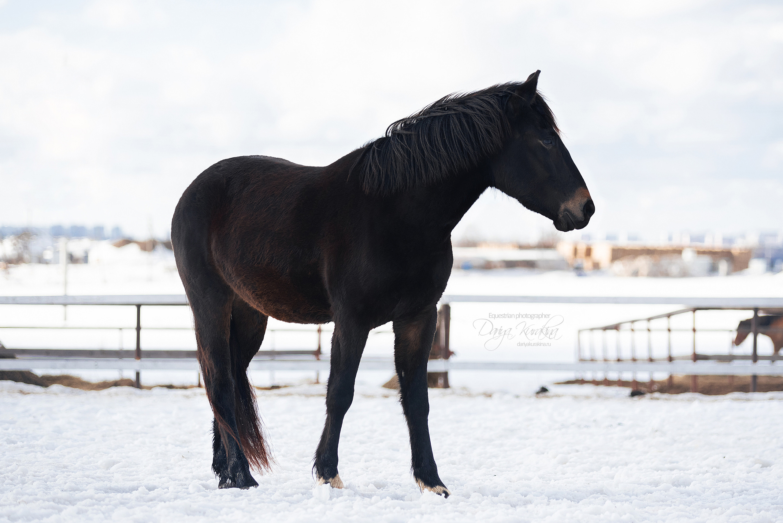 Кроули. Конный фотограф Куракина Дарья • Фотосессии с лошадьми