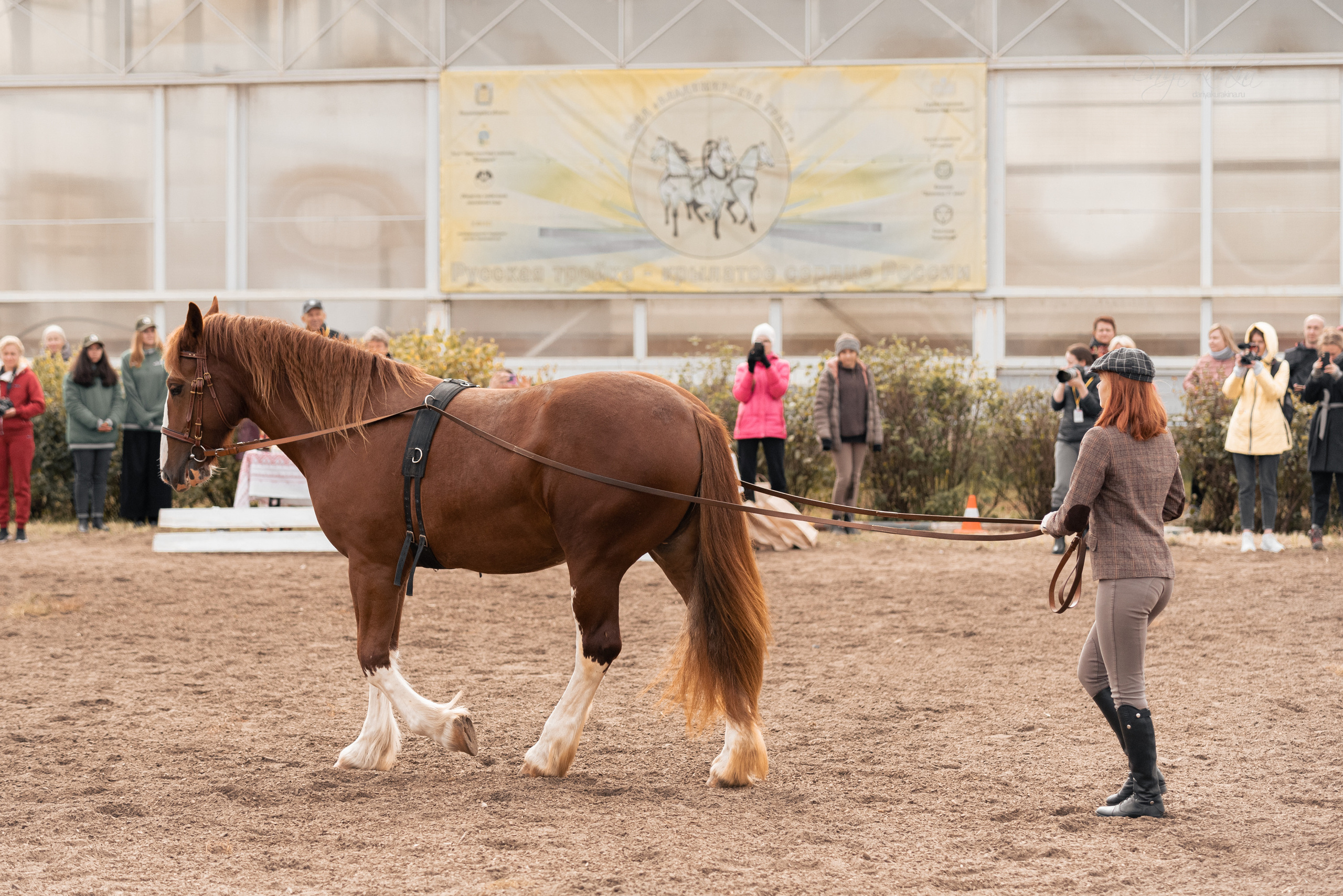 Богдарня. Конный фотограф Куракина Дарья • Фотосессии с лошадьми