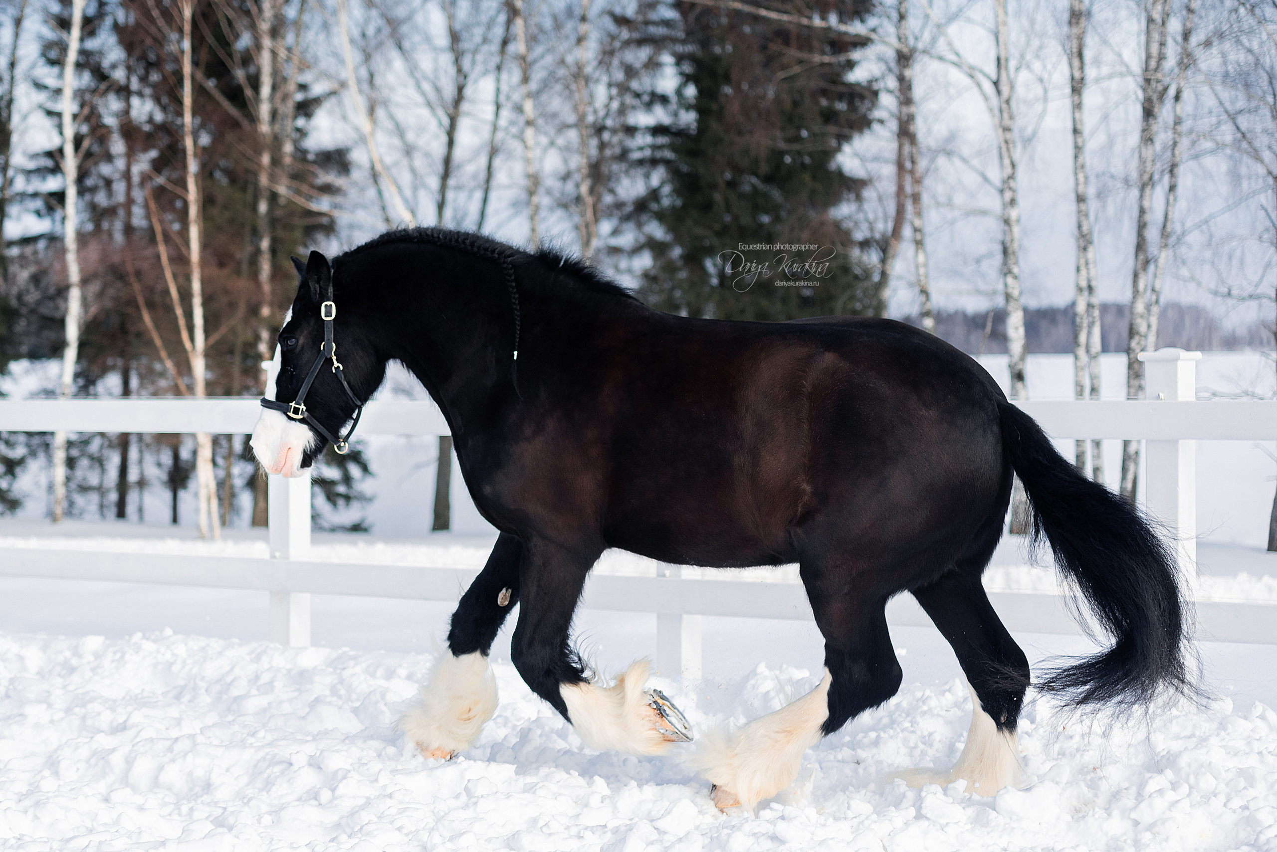 Лафарейдо. Конный фотограф Куракина Дарья • Фотосессии с лошадьми