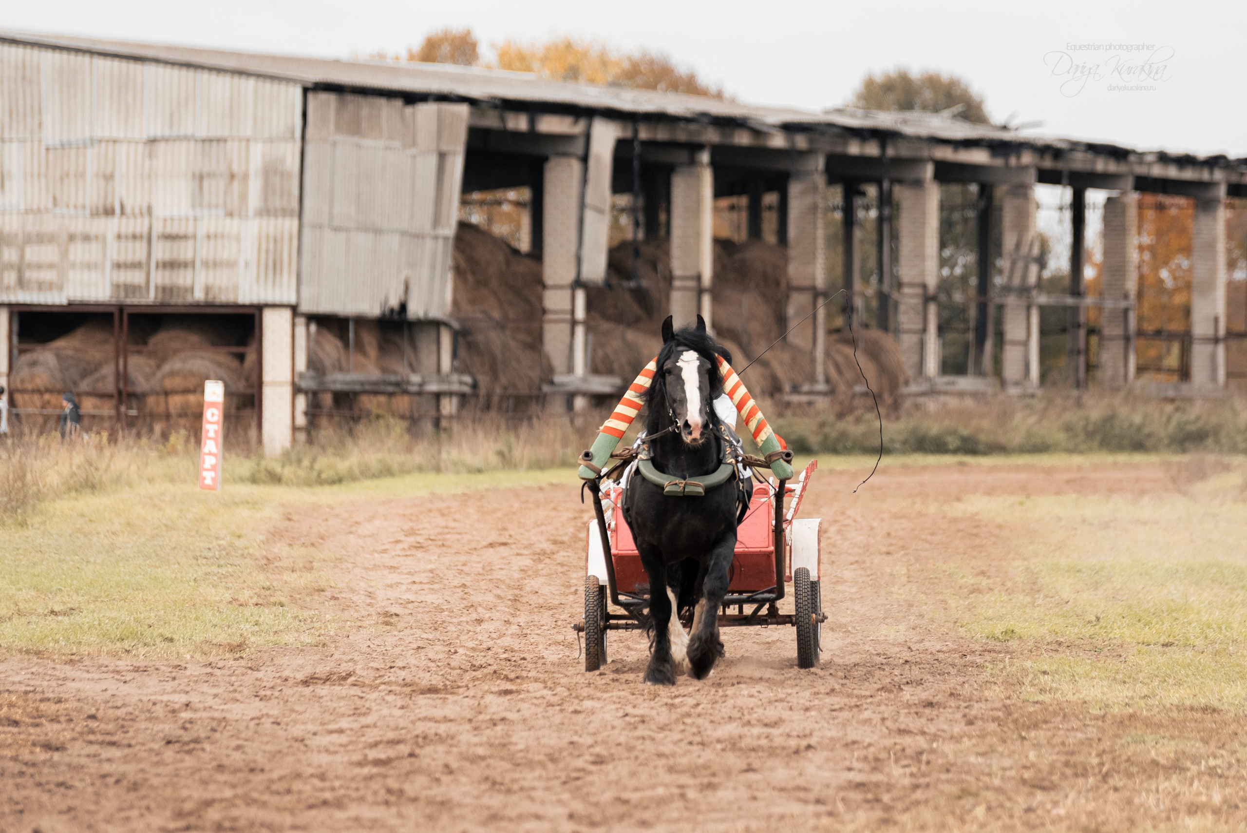 Богдарня. Конный фотограф Куракина Дарья • Фотосессии с лошадьми