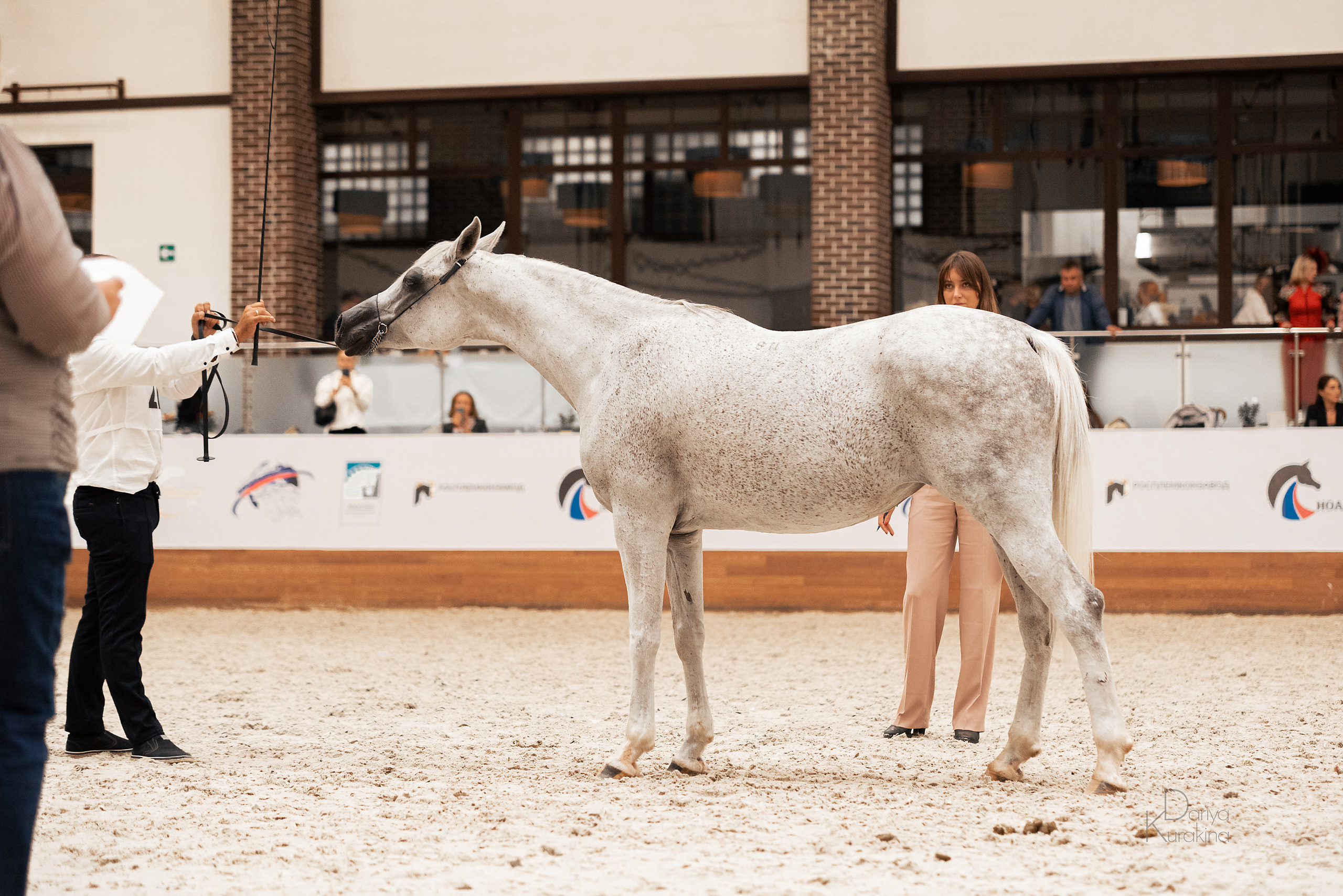 Конная Россия 2021. Конный фотограф Куракина Дарья • Фотосессии с лошадьми