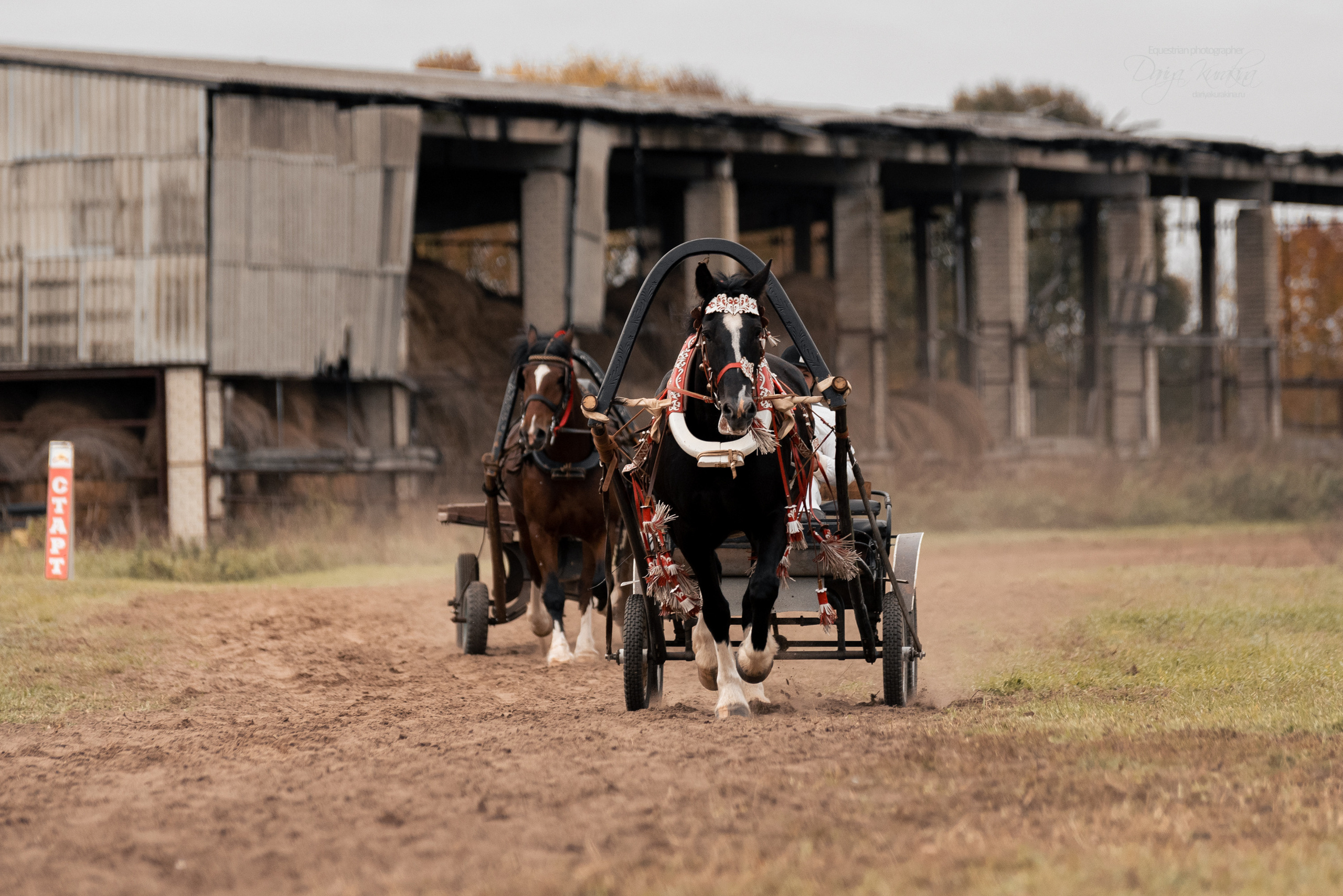 Богдарня. Конный фотограф Куракина Дарья • Фотосессии с лошадьми