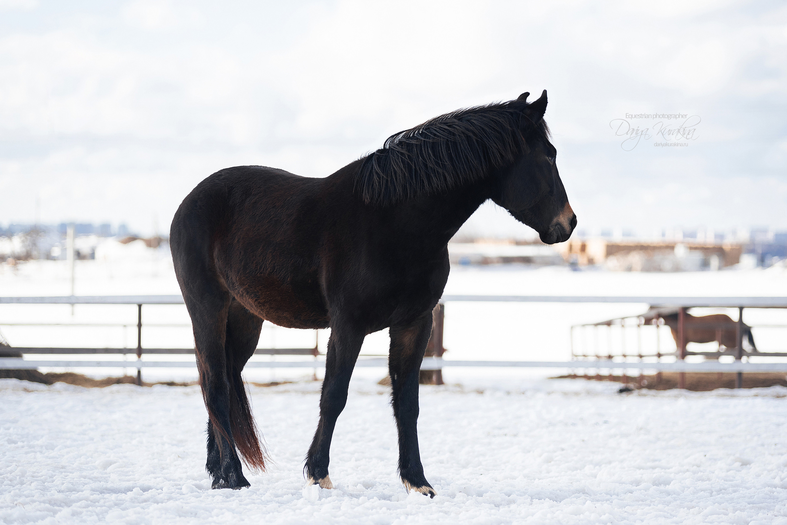 Кроули. Конный фотограф Куракина Дарья • Фотосессии с лошадьми