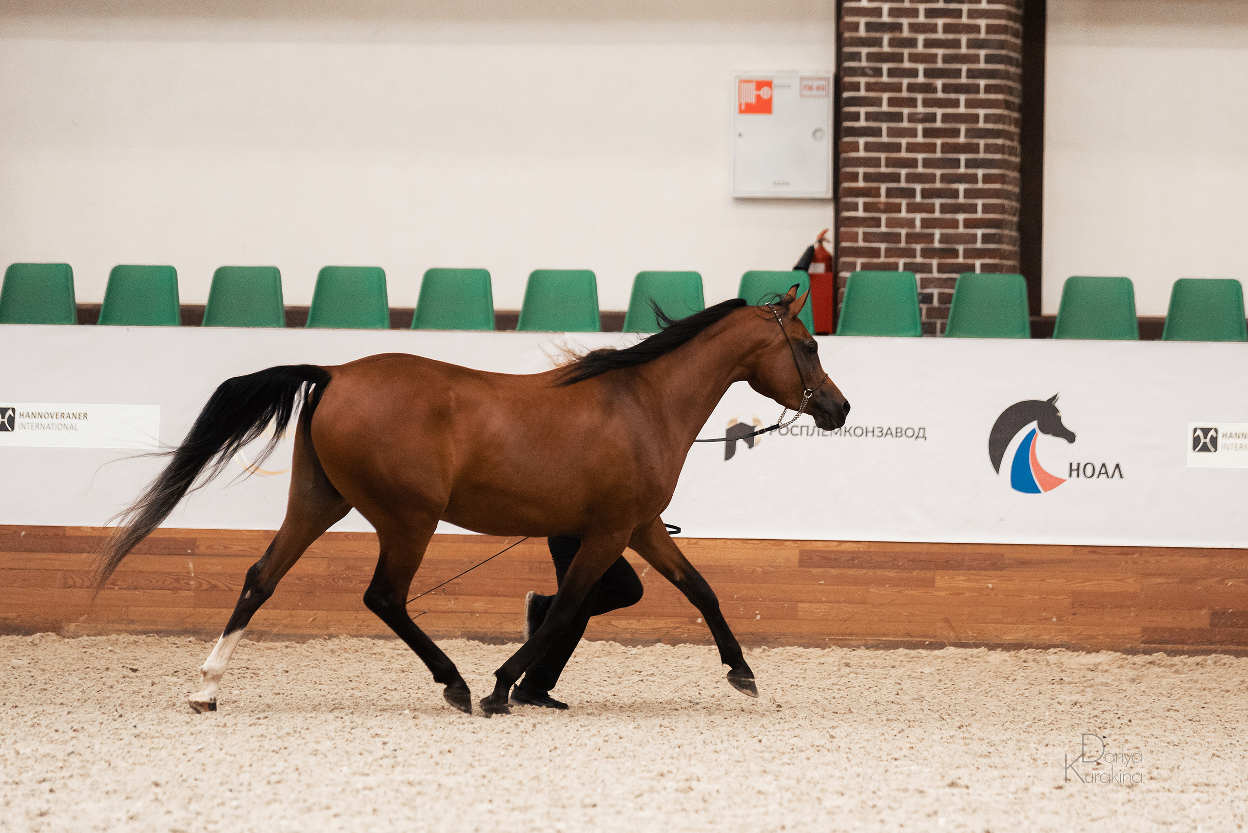 Конная Россия 2021. Конный фотограф Куракина Дарья • Фотосессии с лошадьми