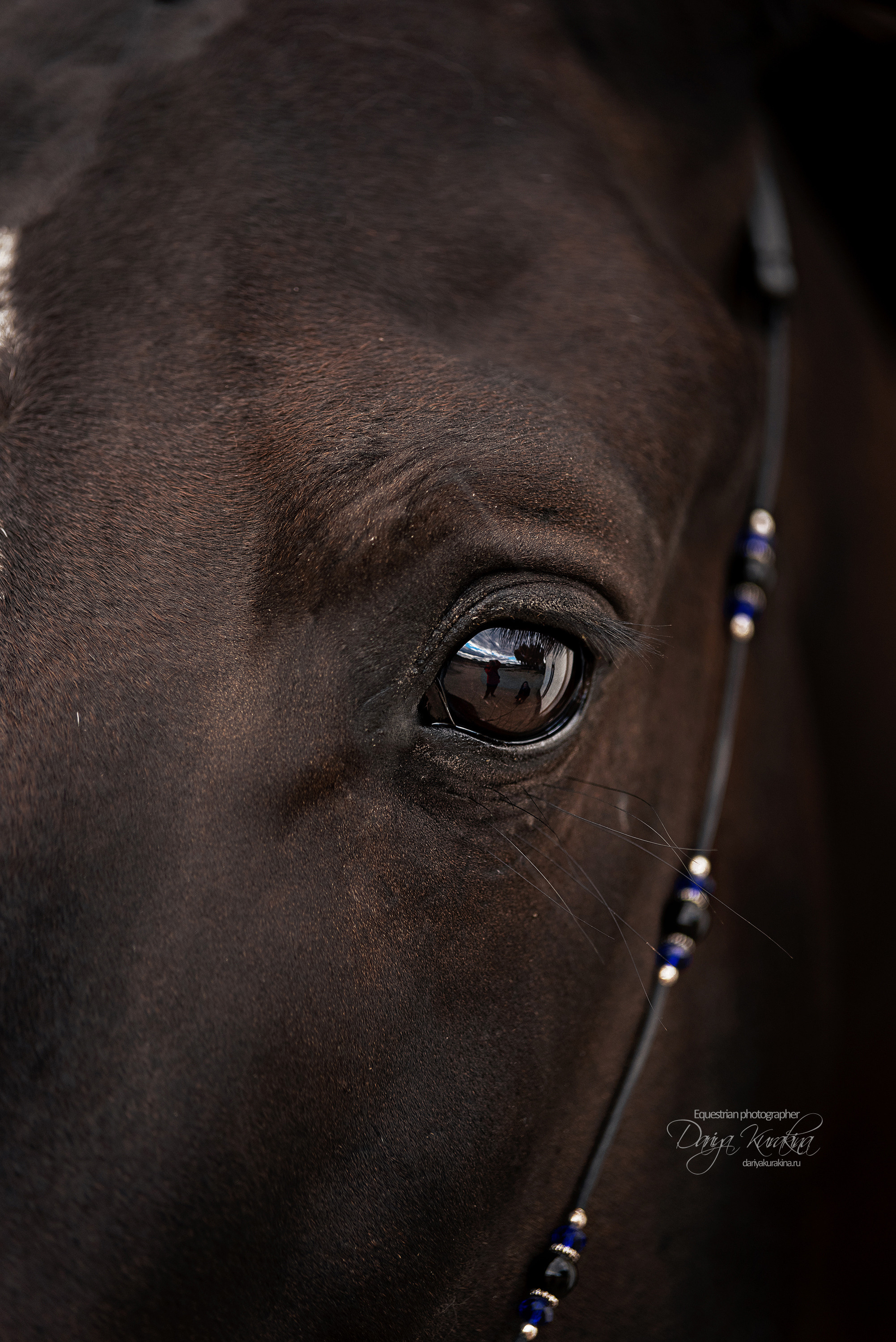 Джей Z. Конный фотограф Куракина Дарья • Фотосессии с лошадьми