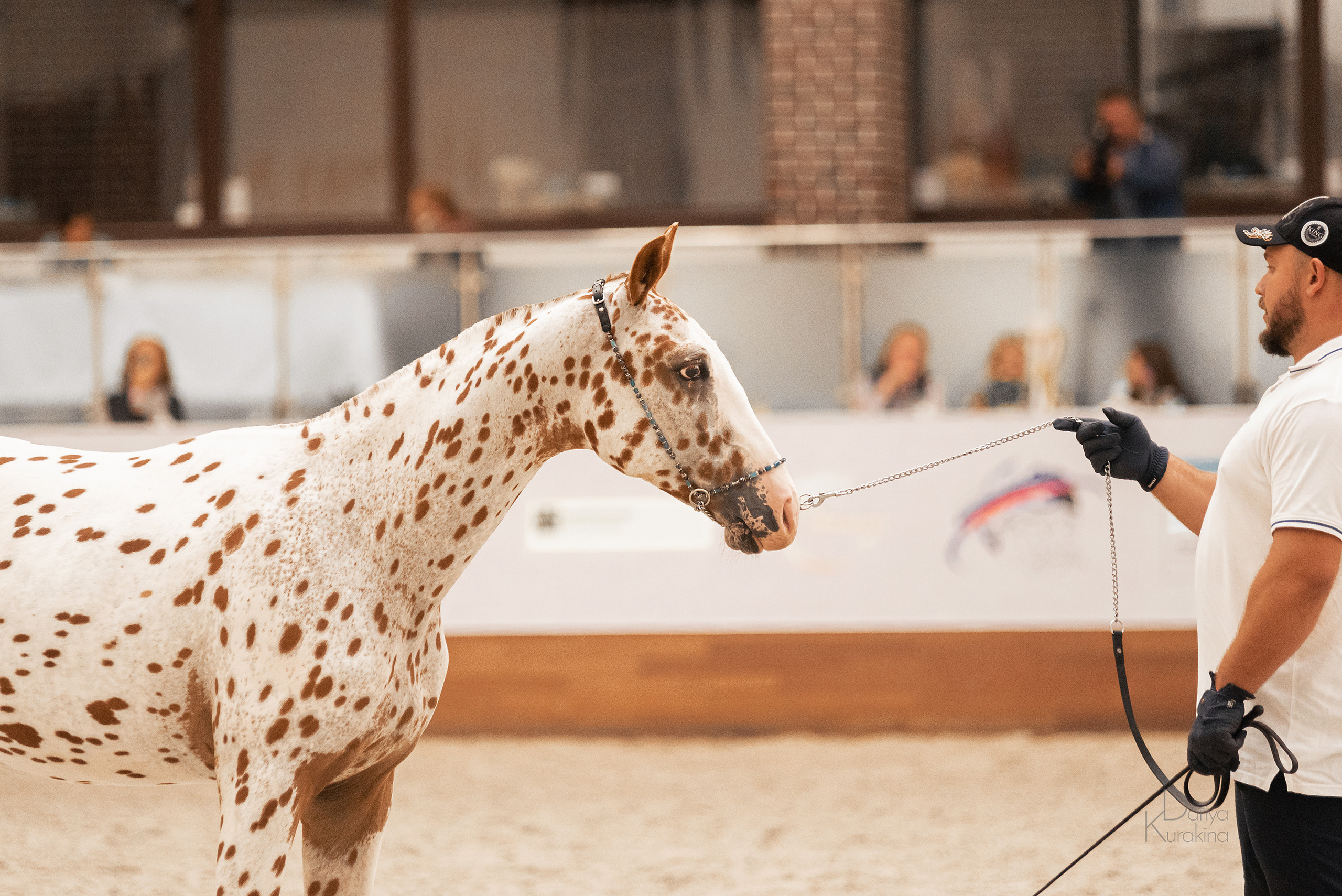 Конная Россия 2021. Конный фотограф Куракина Дарья • Фотосессии с лошадьми