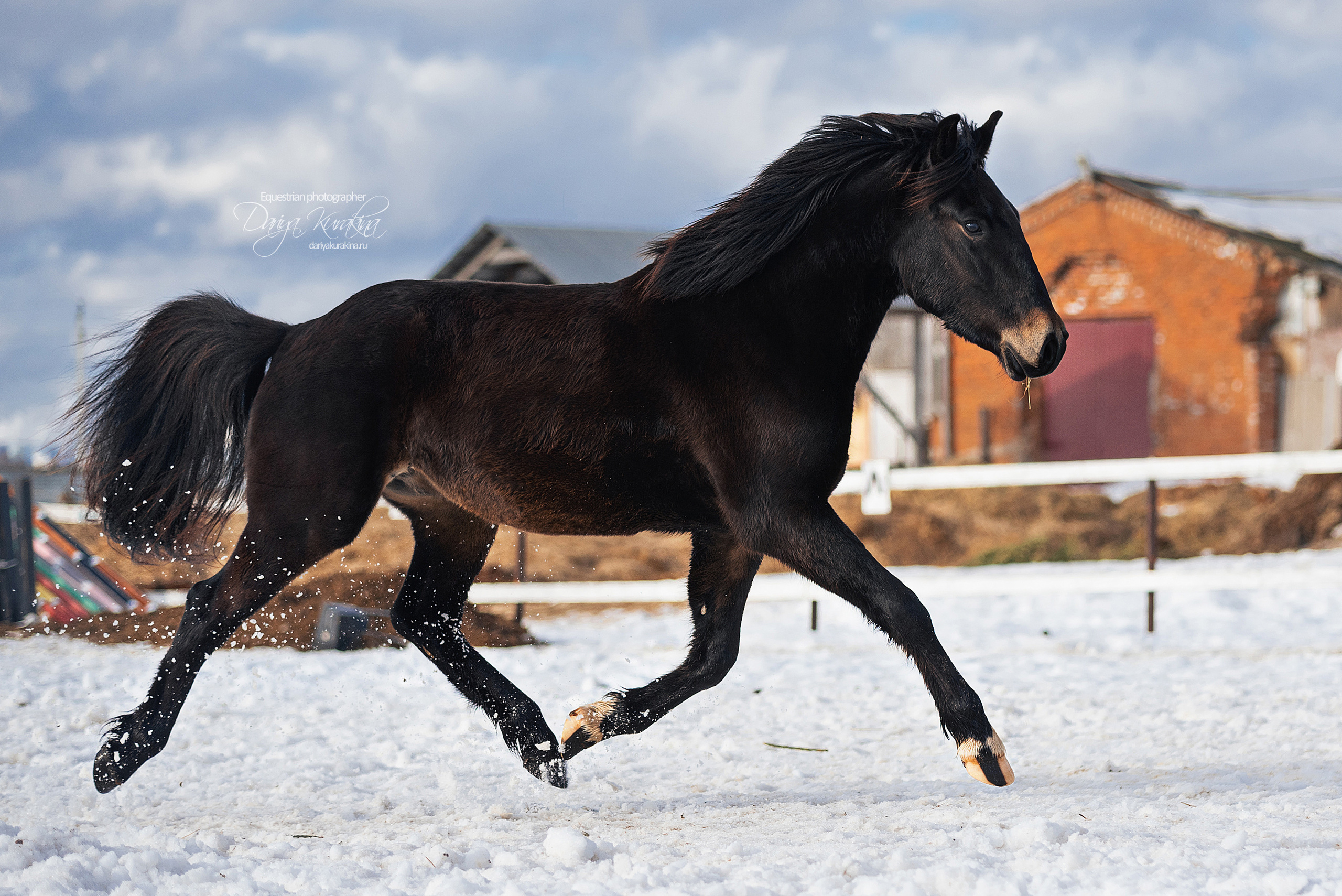 Кроули. Конный фотограф Куракина Дарья • Фотосессии с лошадьми