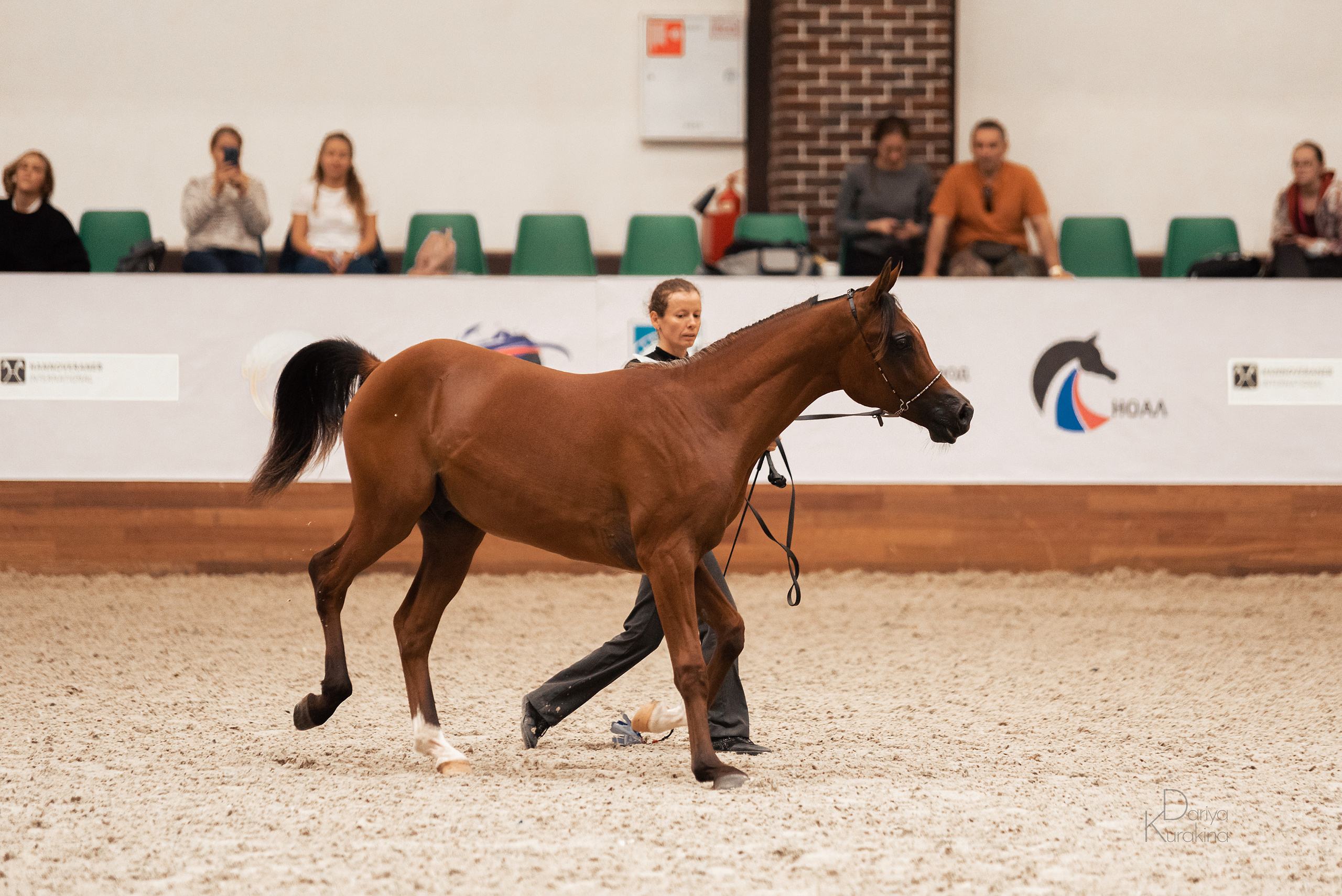 Конная Россия 2021. Конный фотограф Куракина Дарья • Фотосессии с лошадьми