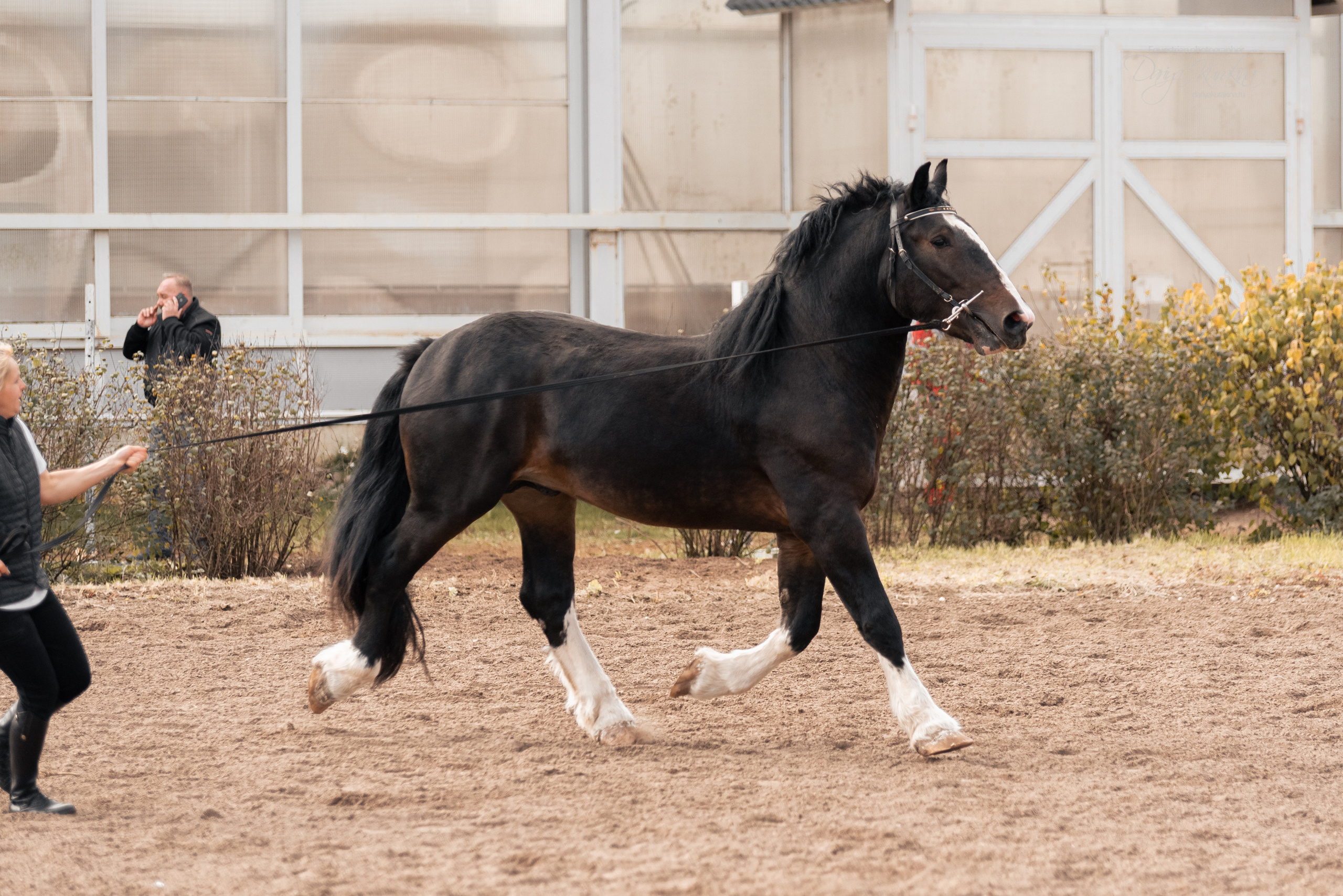 Богдарня. Конный фотограф Куракина Дарья • Фотосессии с лошадьми