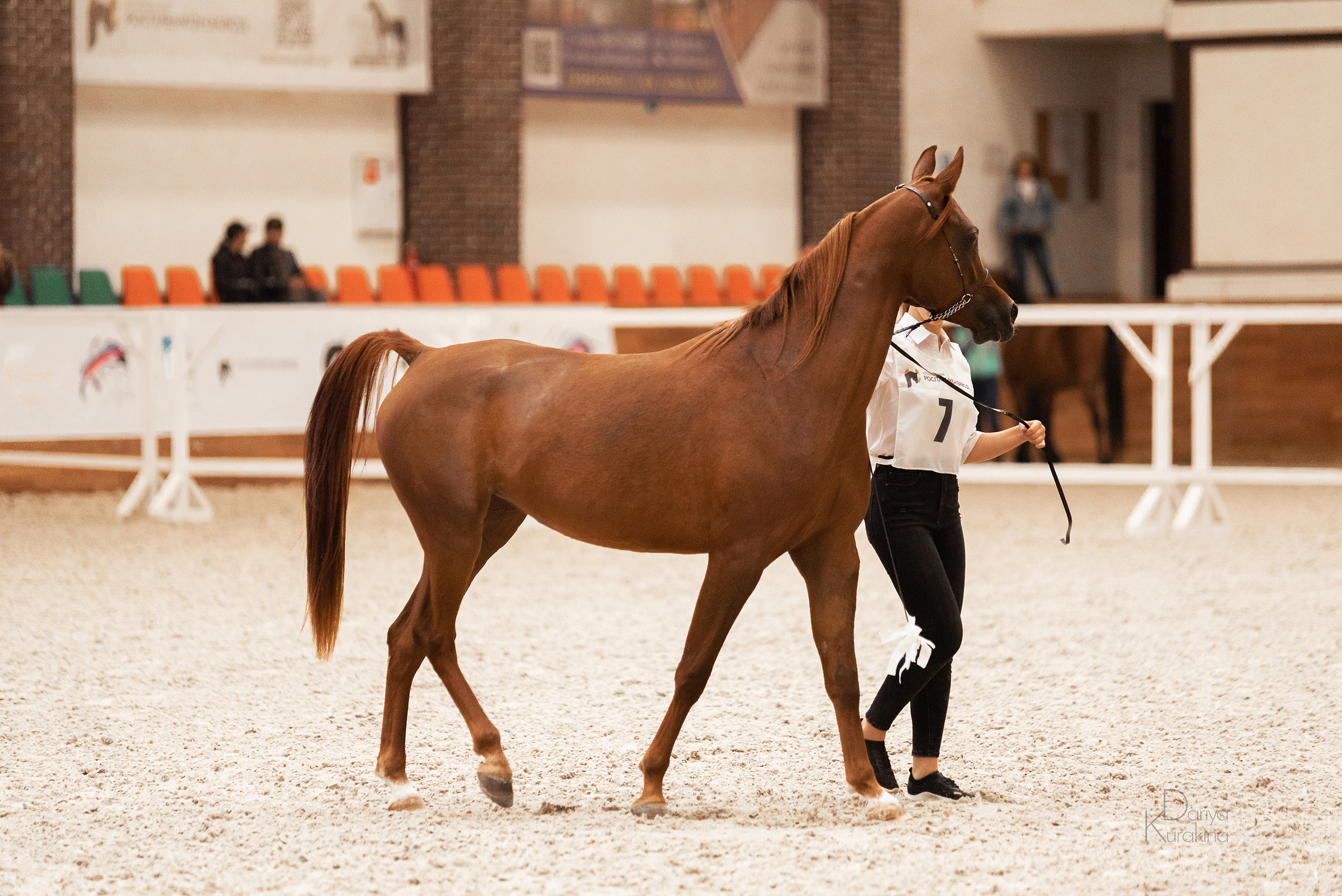 Конная Россия 2021. Конный фотограф Куракина Дарья • Фотосессии с лошадьми