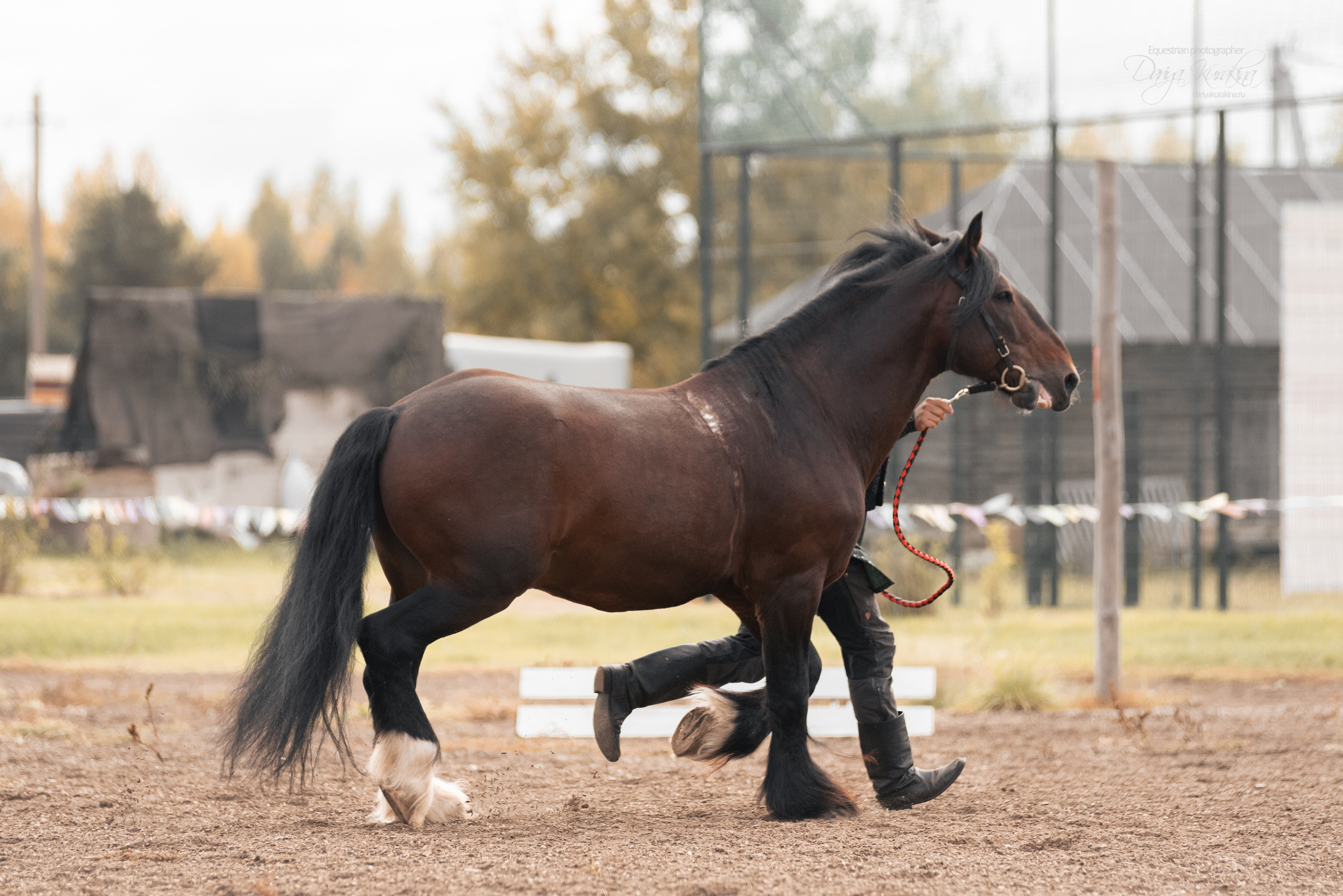 Богдарня. Конный фотограф Куракина Дарья • Фотосессии с лошадьми