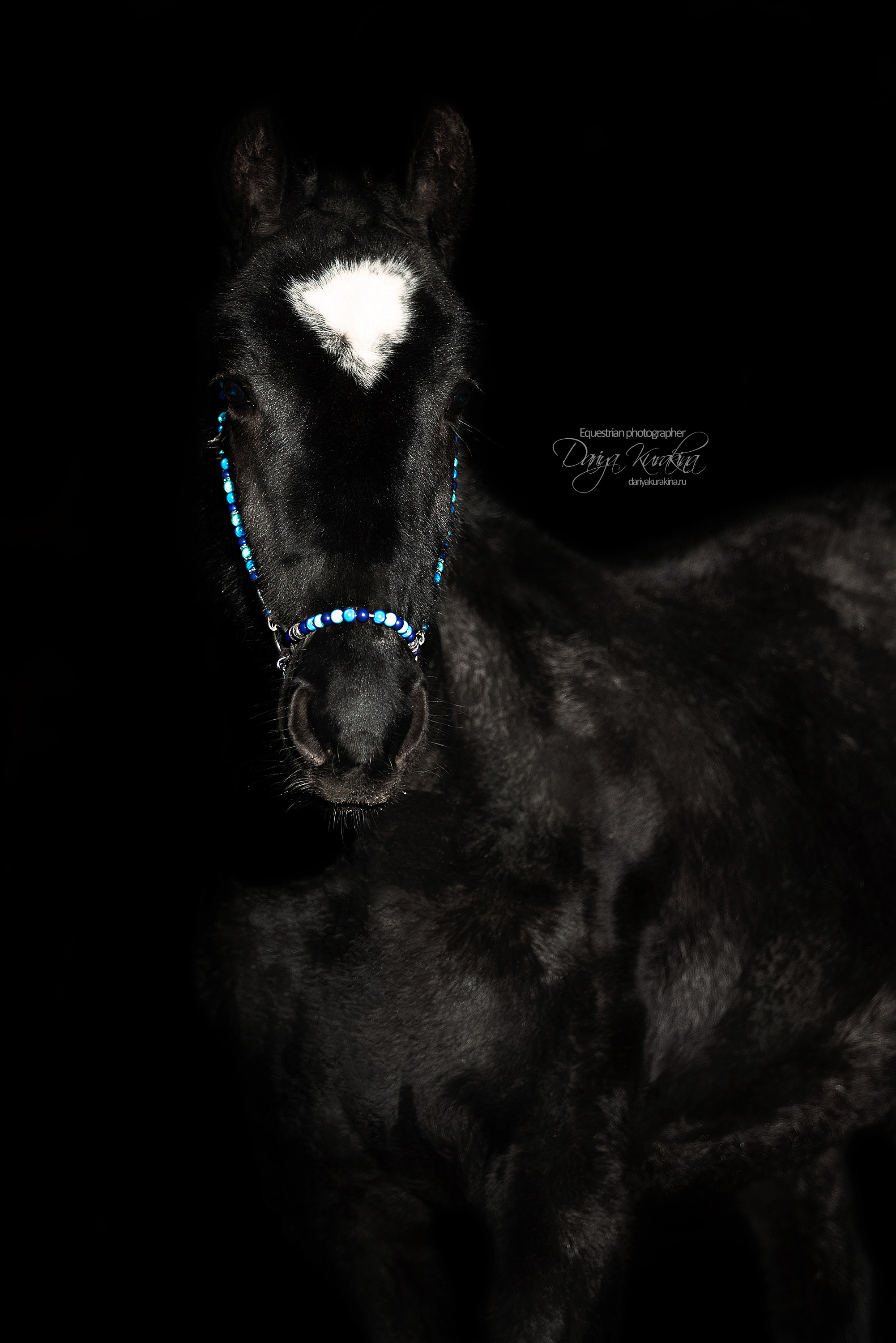 Сияние. Конный фотограф Куракина Дарья • Фотосессии с лошадьми