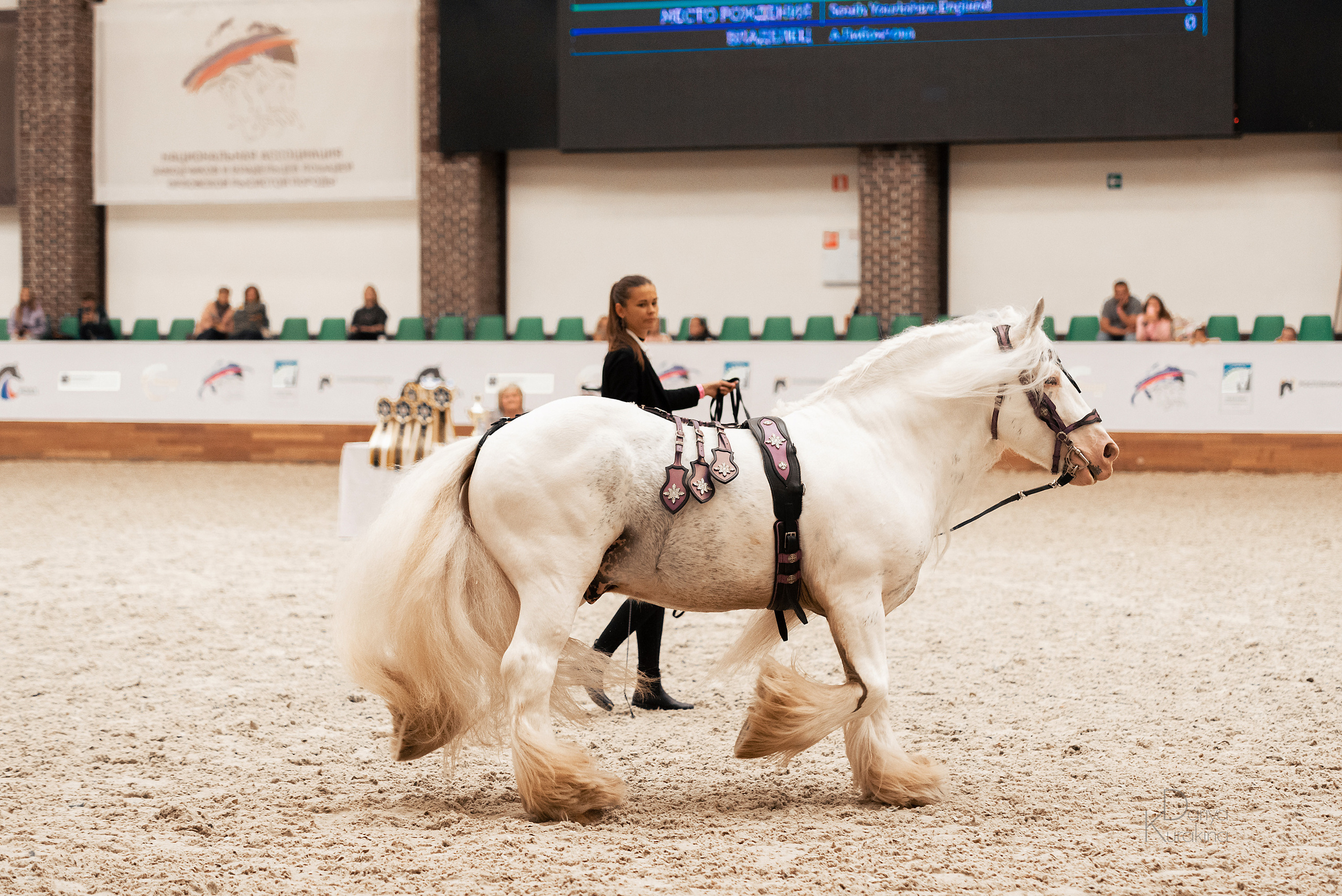 Конная Россия 2021. Конный фотограф Куракина Дарья • Фотосессии с лошадьми