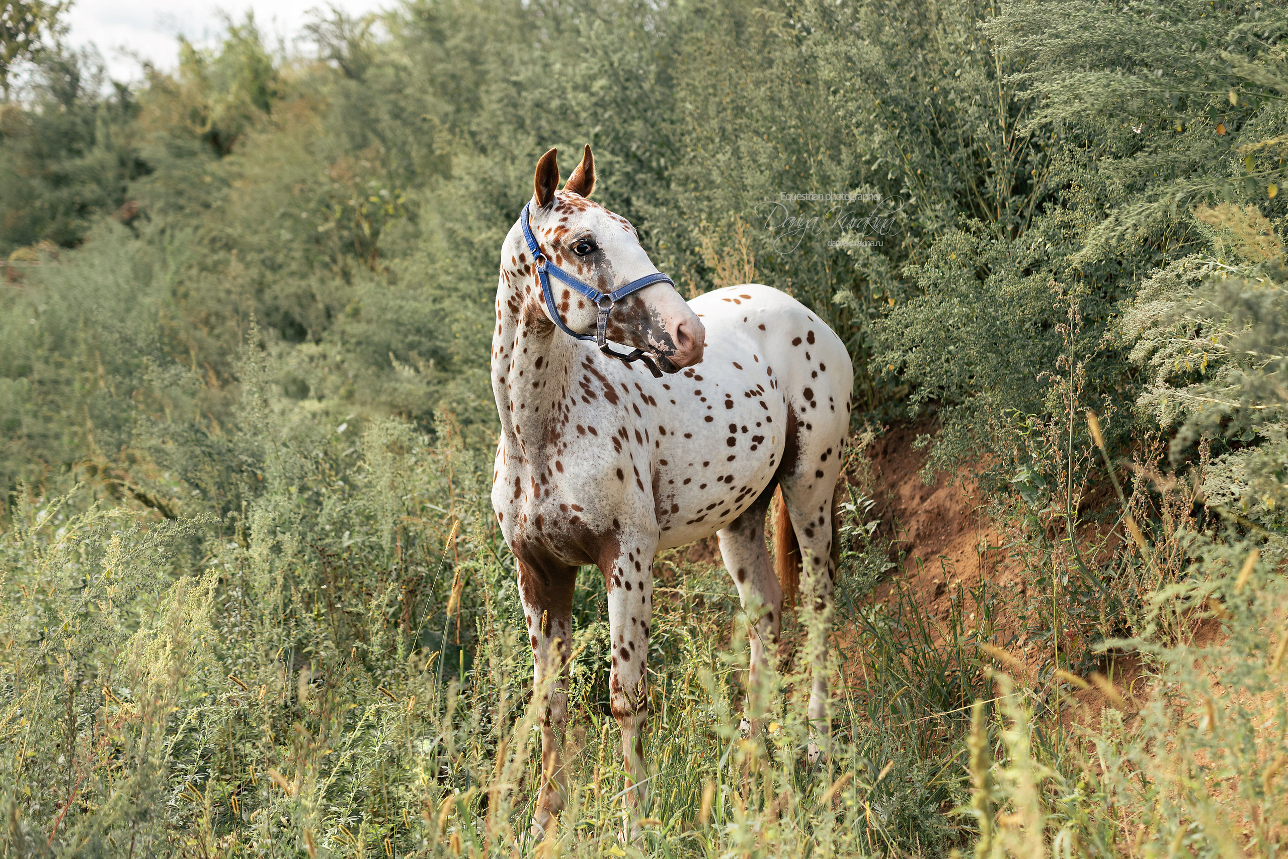 Кнабы. Конный фотограф Куракина Дарья • Фотосессии с лошадьми