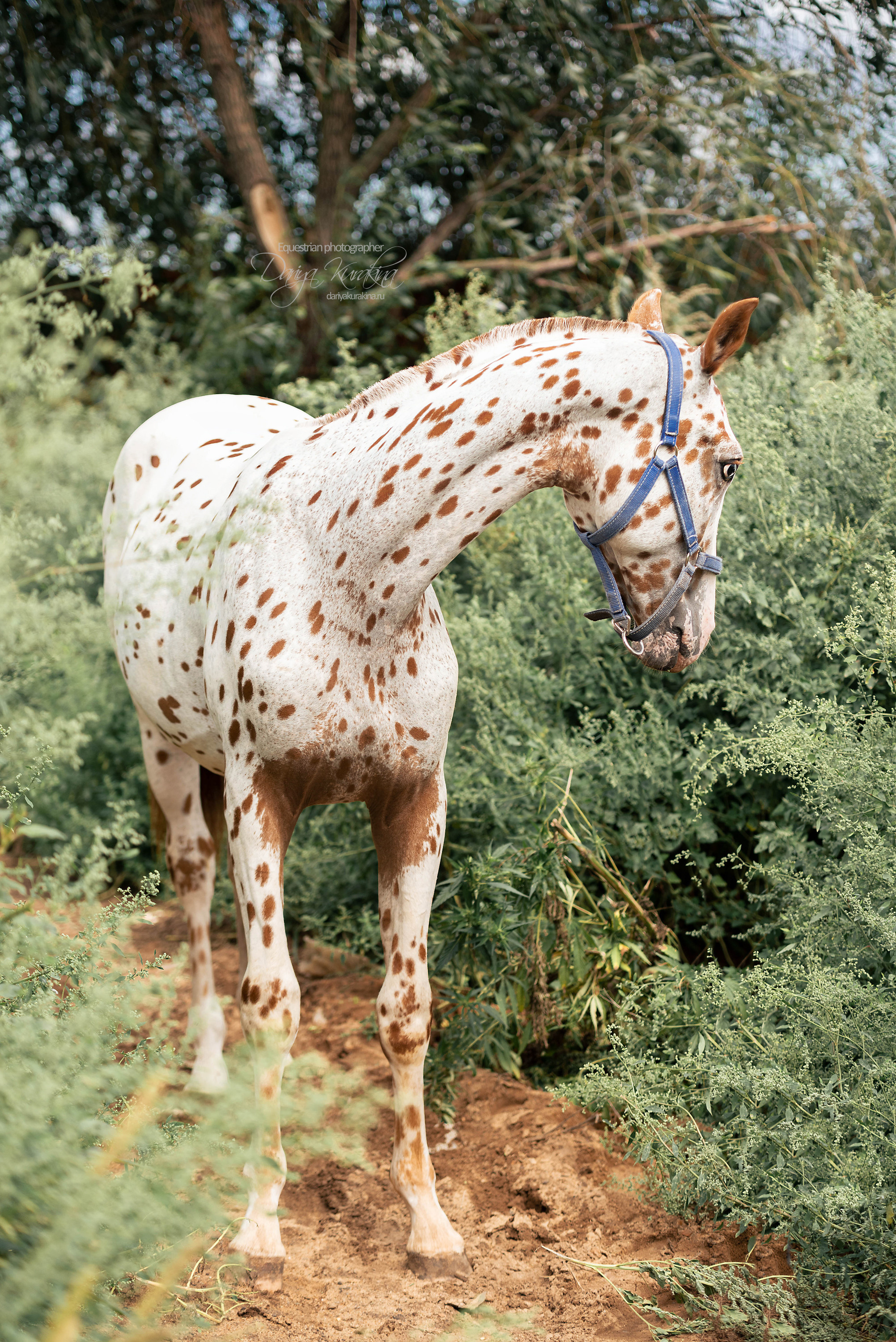 Кнабы. Конный фотограф Куракина Дарья • Фотосессии с лошадьми