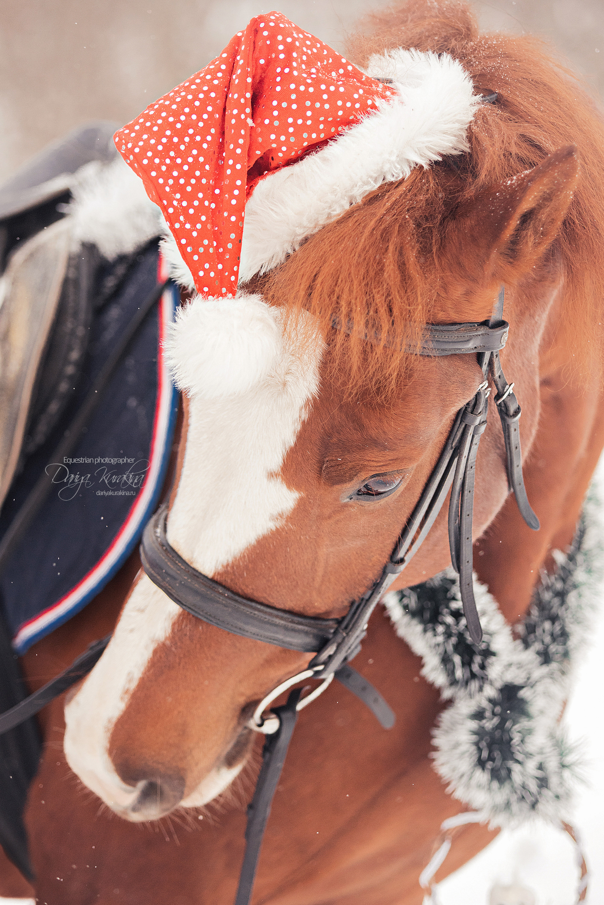 Атос. Конный фотограф Куракина Дарья • Фотосессии с лошадьми