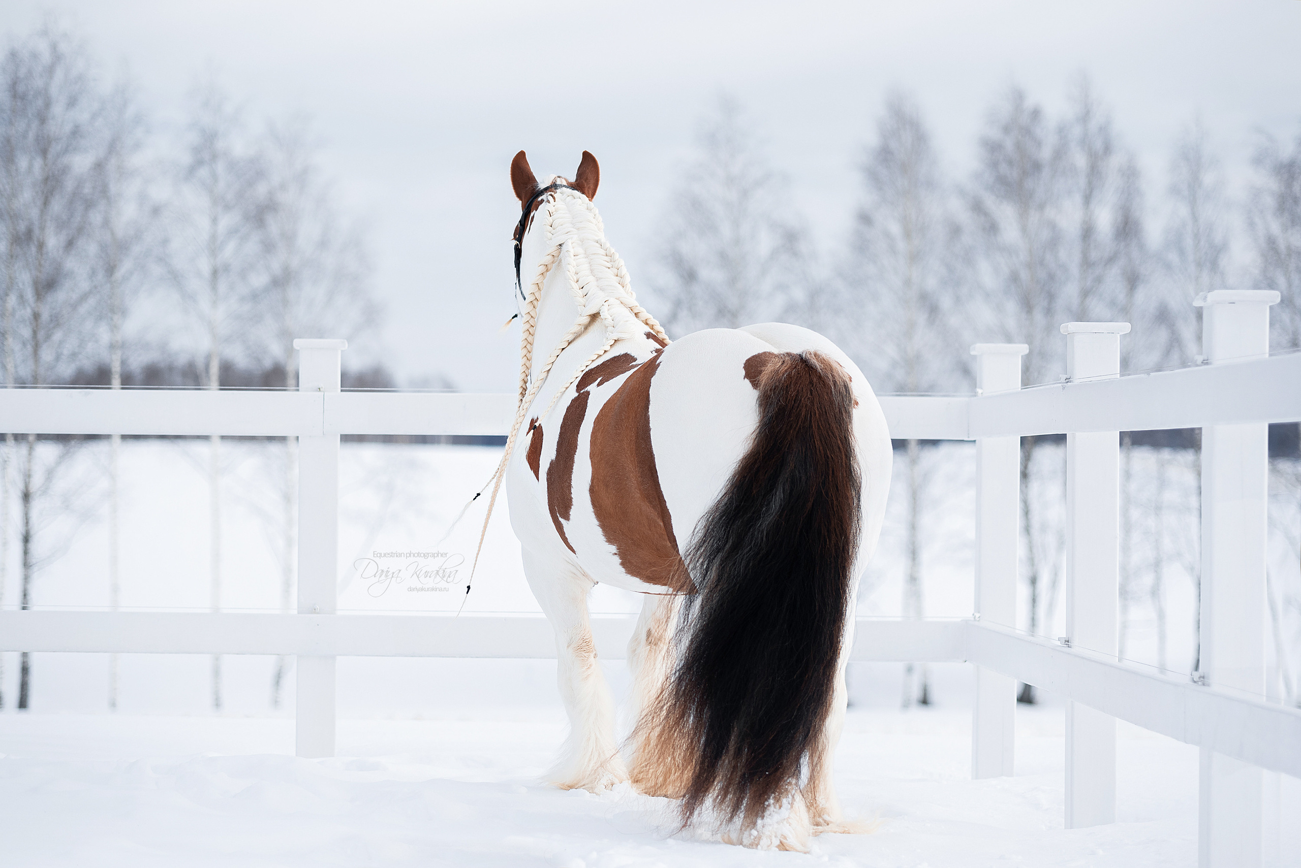 Лафарейдо. Конный фотограф Куракина Дарья • Фотосессии с лошадьми