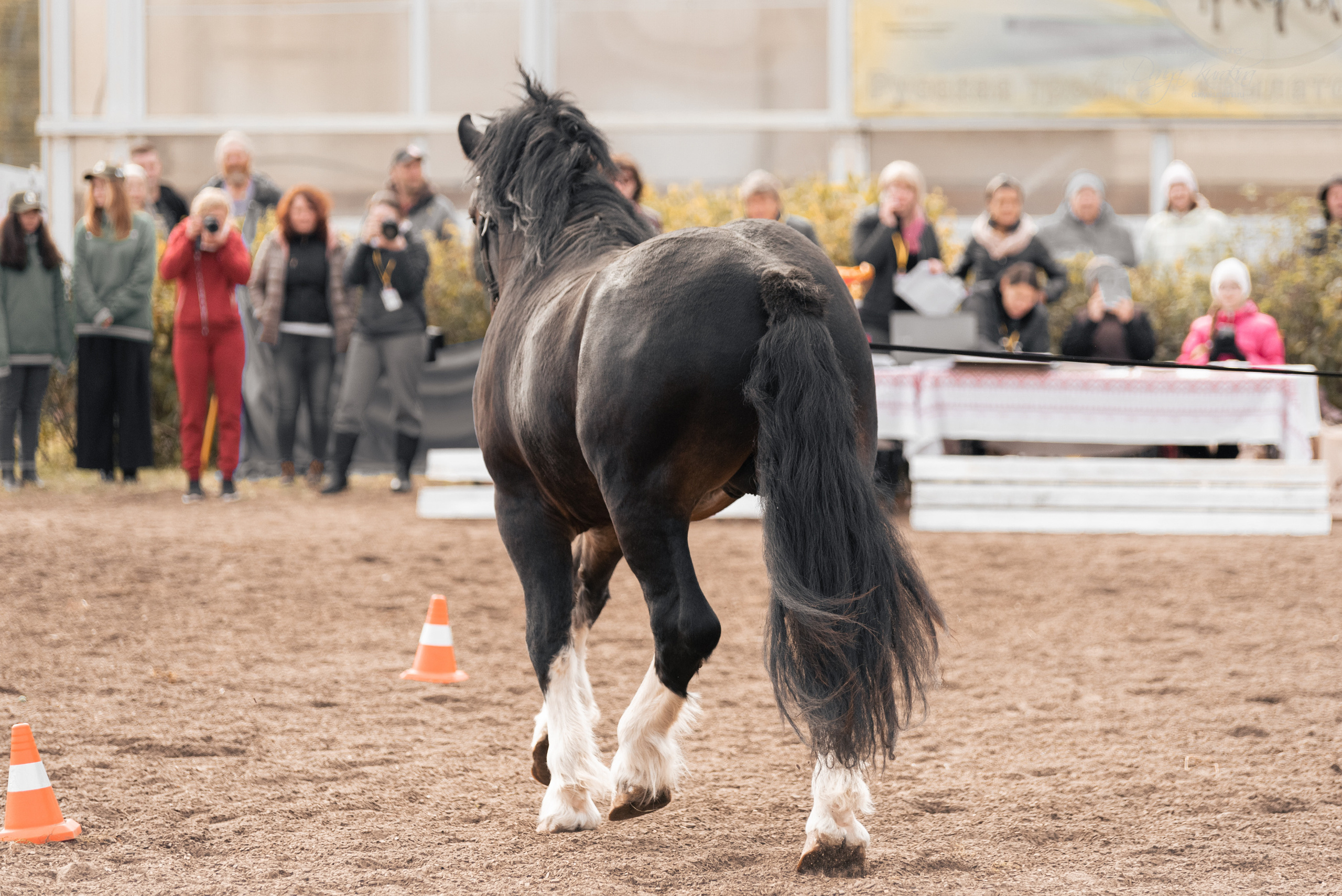 Богдарня. Конный фотограф Куракина Дарья • Фотосессии с лошадьми