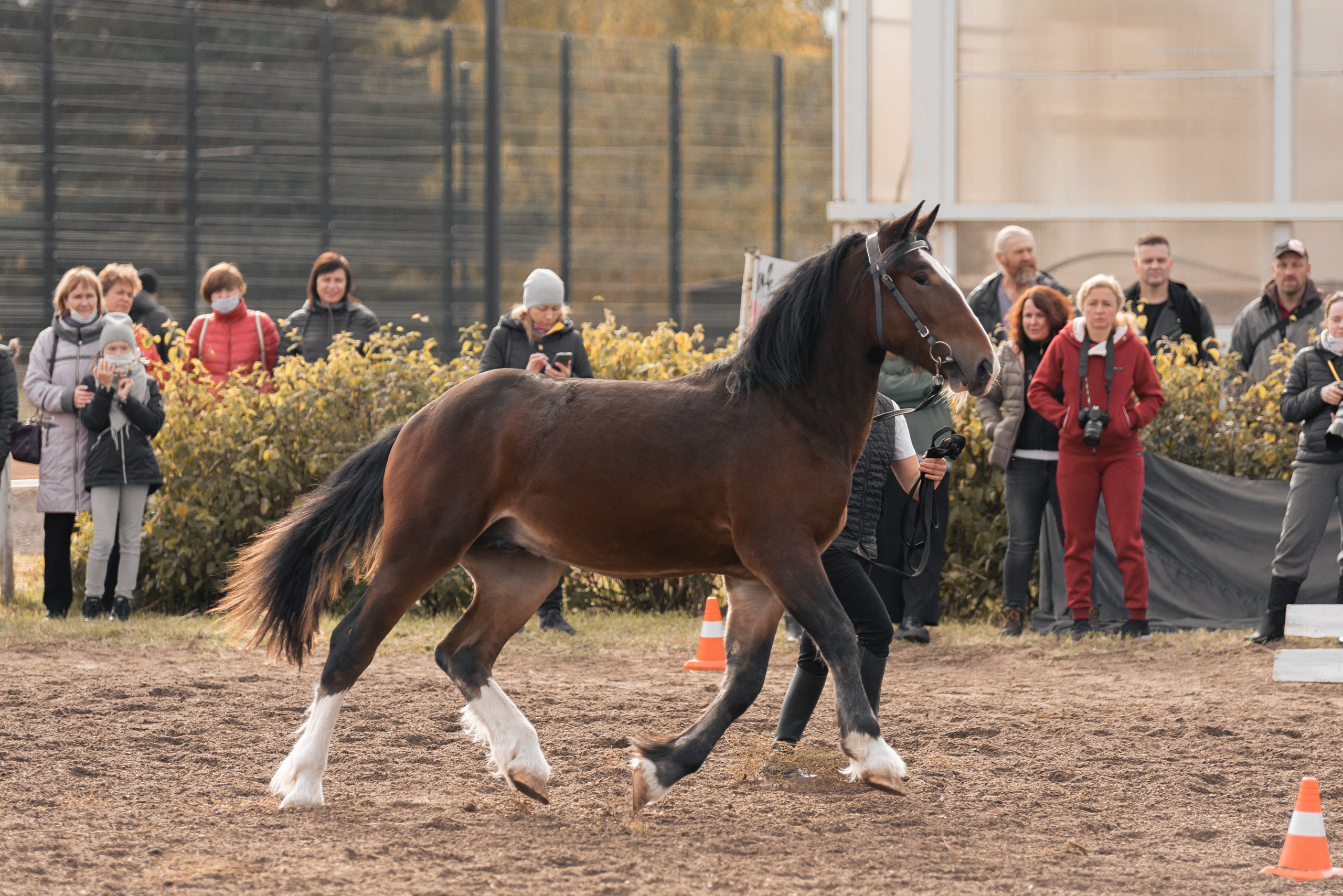 Богдарня. Конный фотограф Куракина Дарья • Фотосессии с лошадьми
