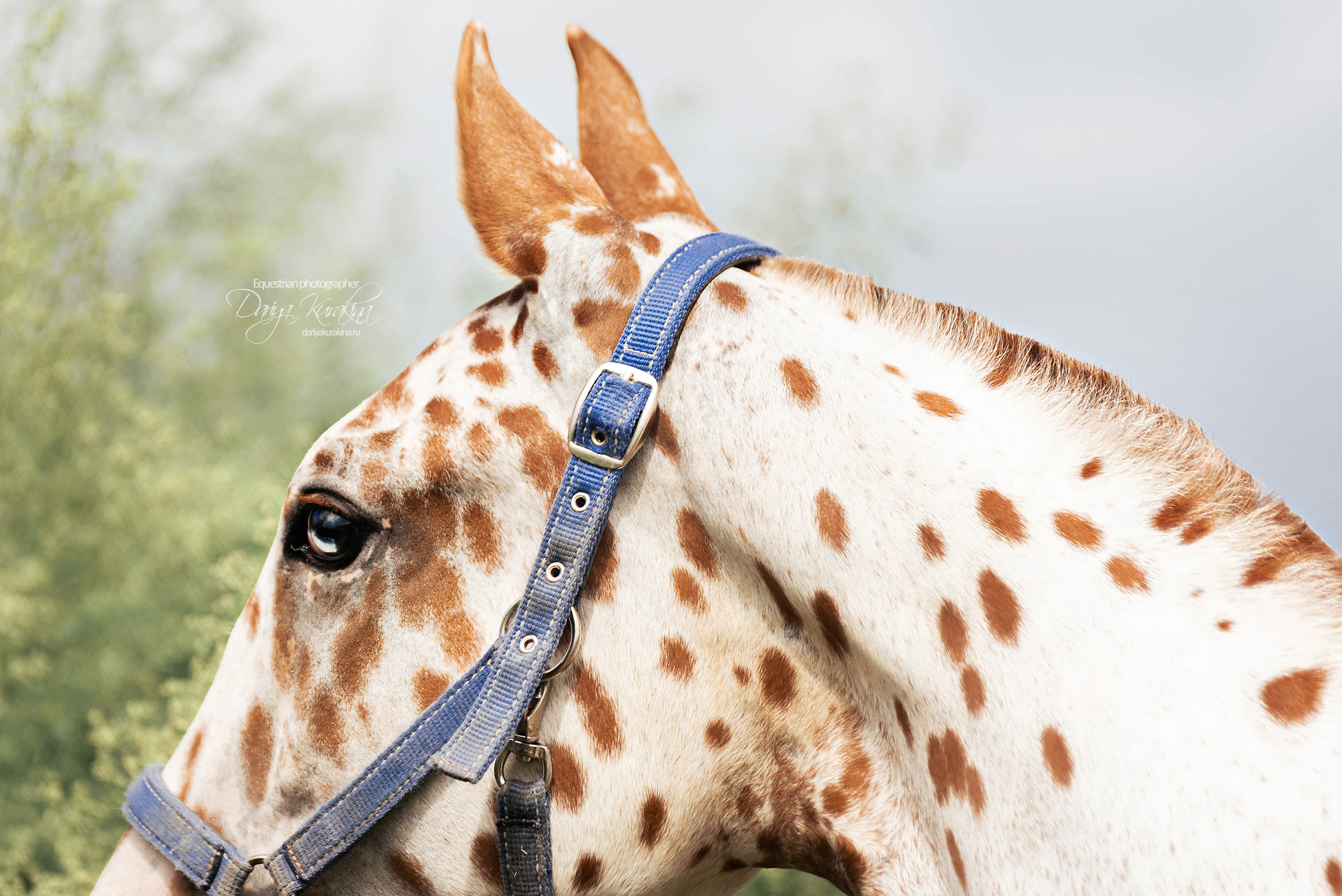 Кнабы. Конный фотограф Куракина Дарья • Фотосессии с лошадьми