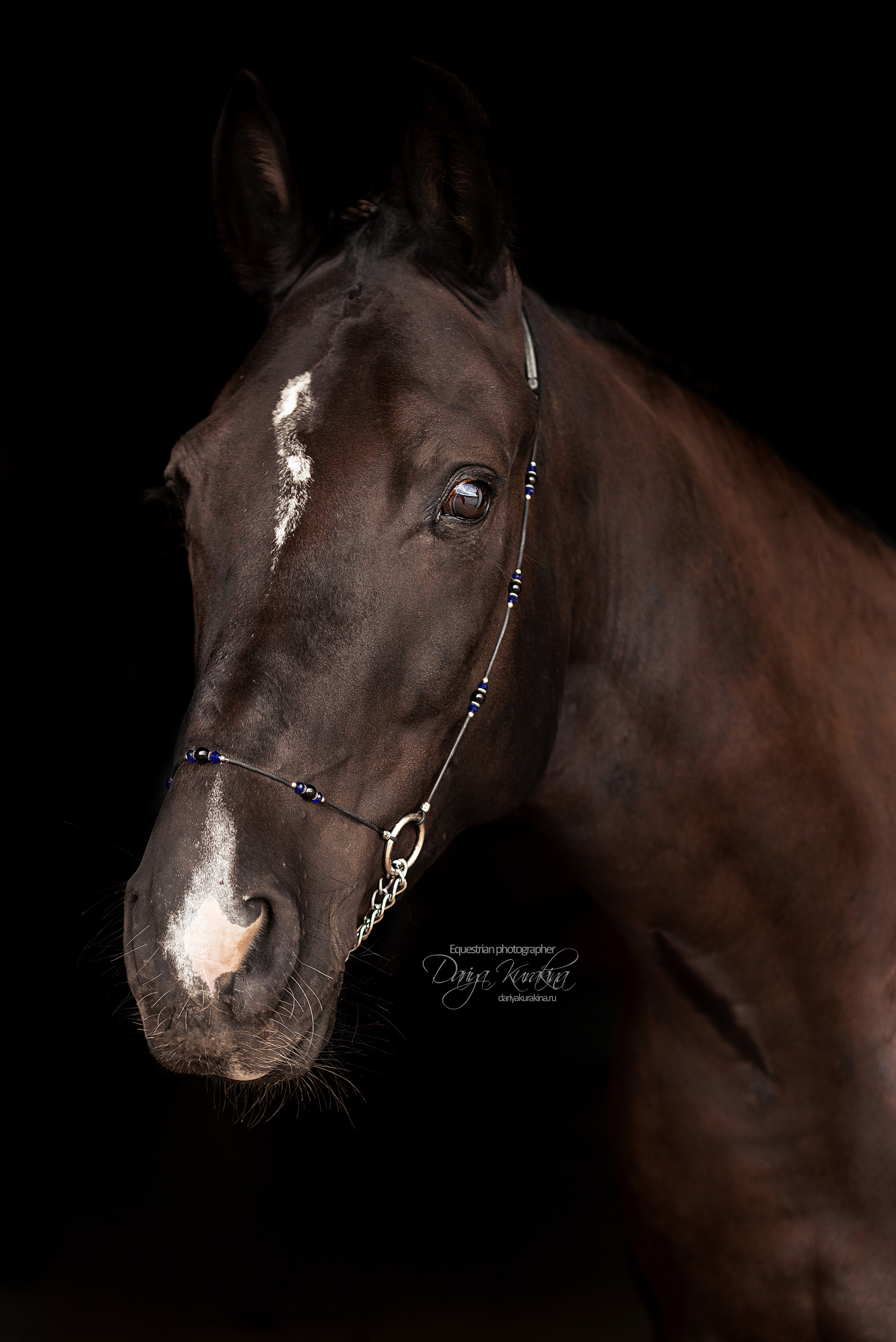 Джей Z. Конный фотограф Куракина Дарья • Фотосессии с лошадьми