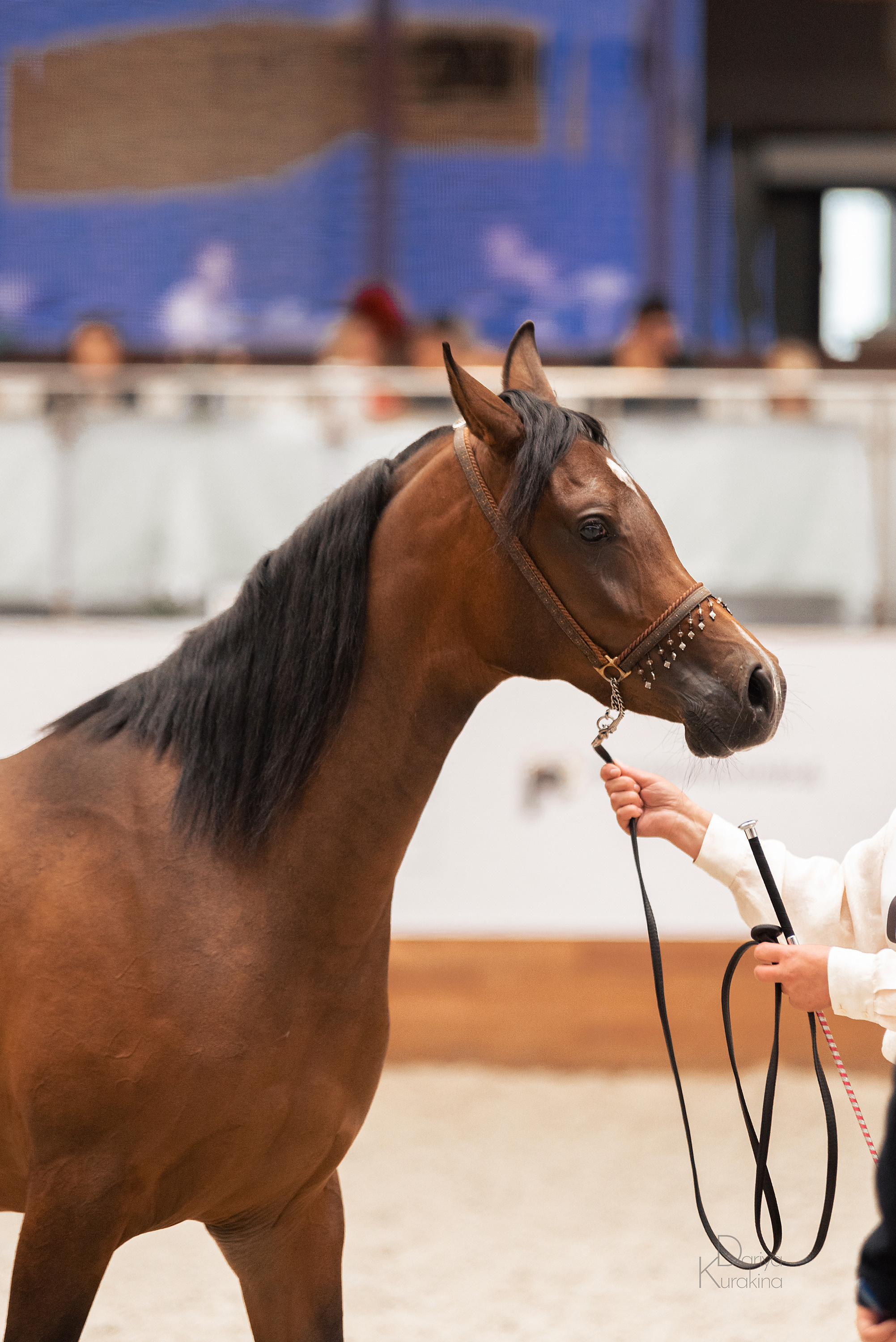 Конная Россия 2021. Конный фотограф Куракина Дарья • Фотосессии с лошадьми