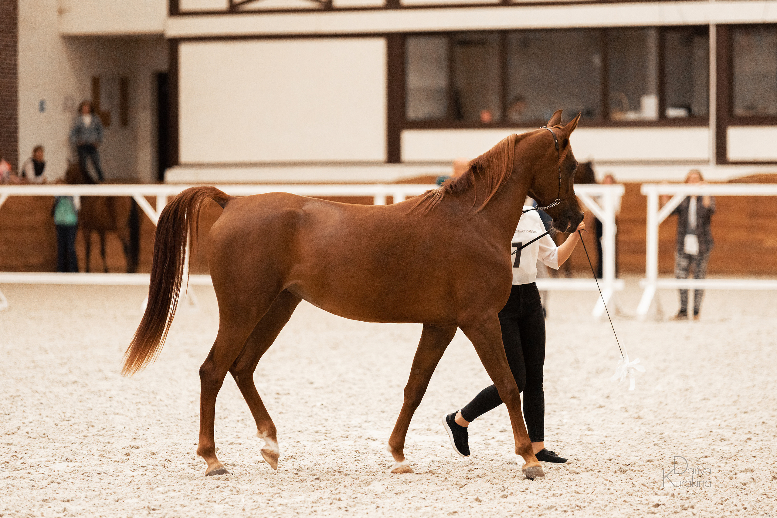 Конная Россия 2021. Конный фотограф Куракина Дарья • Фотосессии с лошадьми
