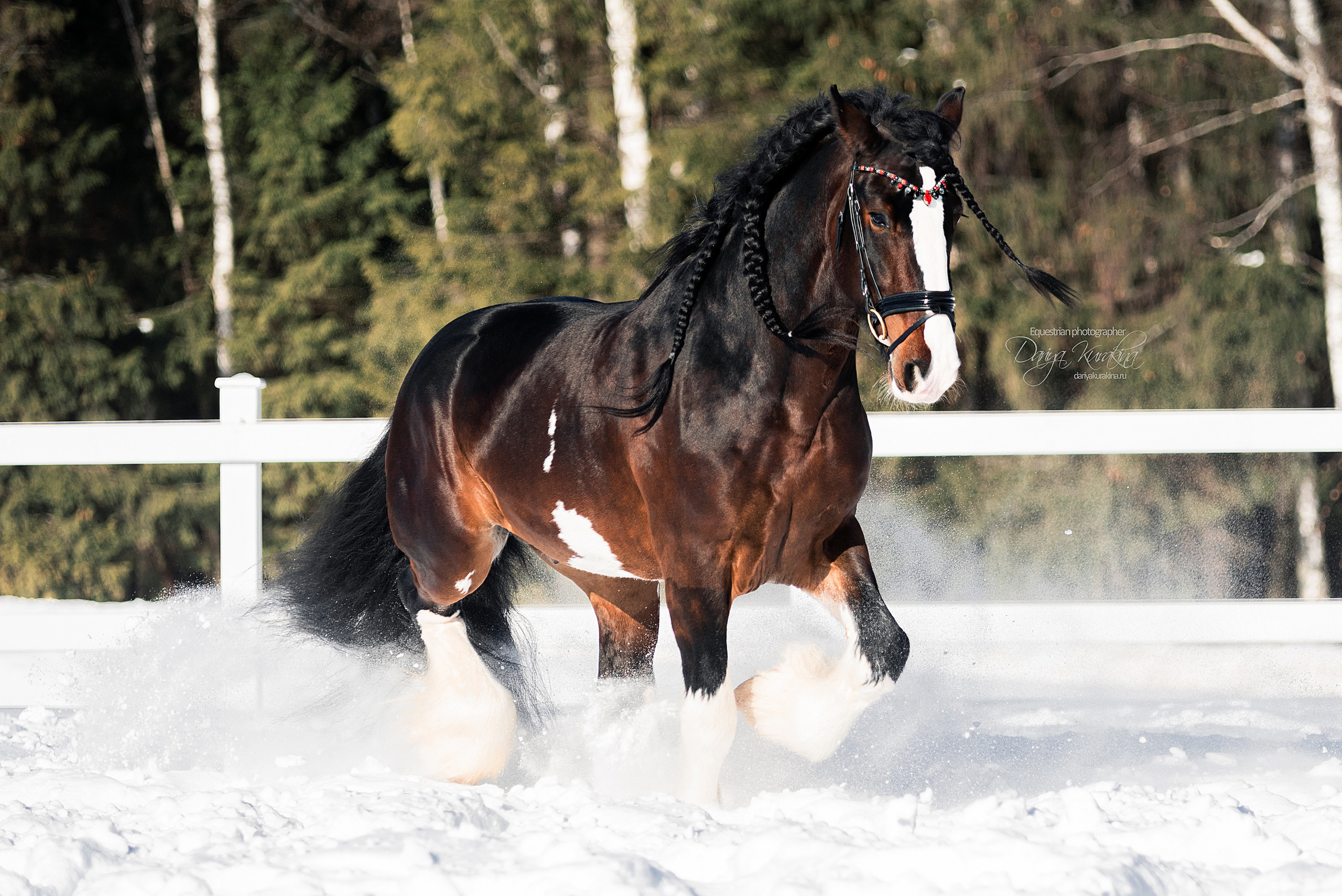 Лафарейдо. Конный фотограф Куракина Дарья • Фотосессии с лошадьми