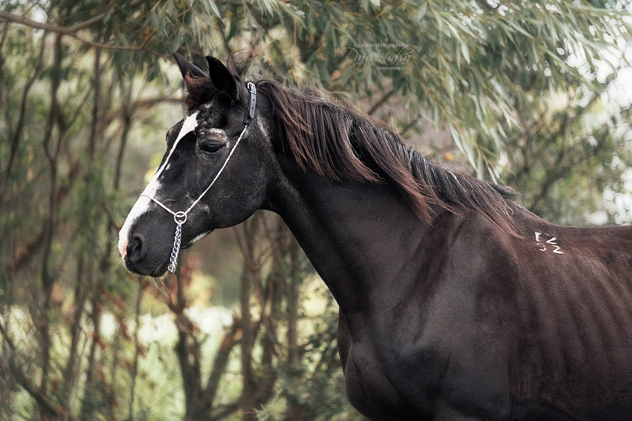 Дед Нарцисс. Конный фотограф Куракина Дарья • Фотосессии с лошадьми