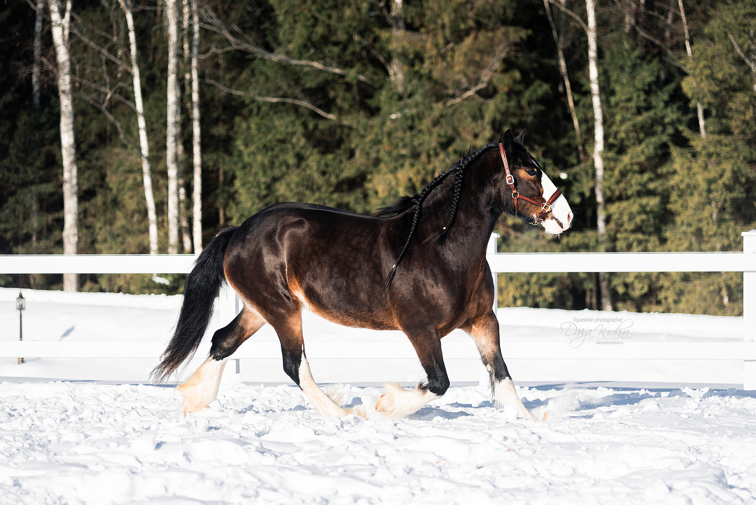 Лафарейдо. Конный фотограф Куракина Дарья • Фотосессии с лошадьми