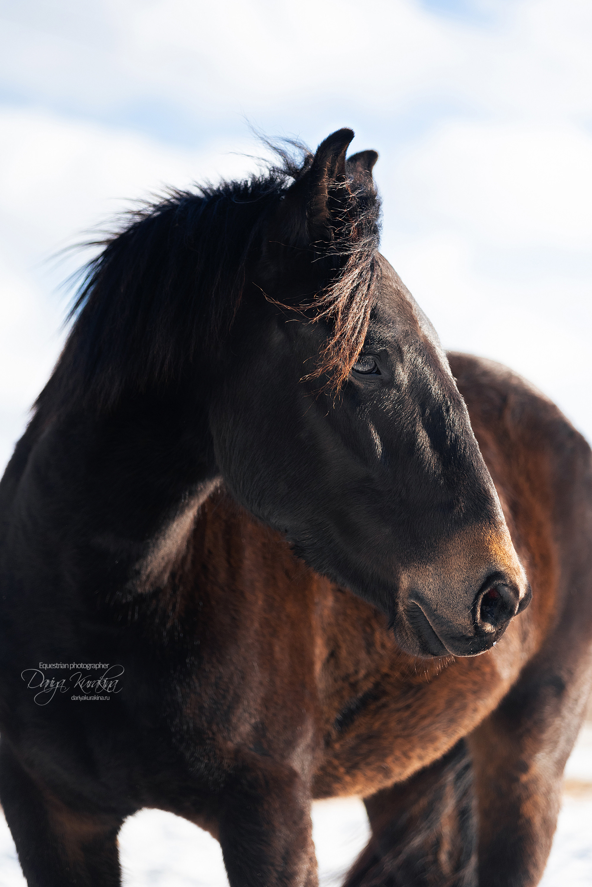 Кроули. Конный фотограф Куракина Дарья • Фотосессии с лошадьми