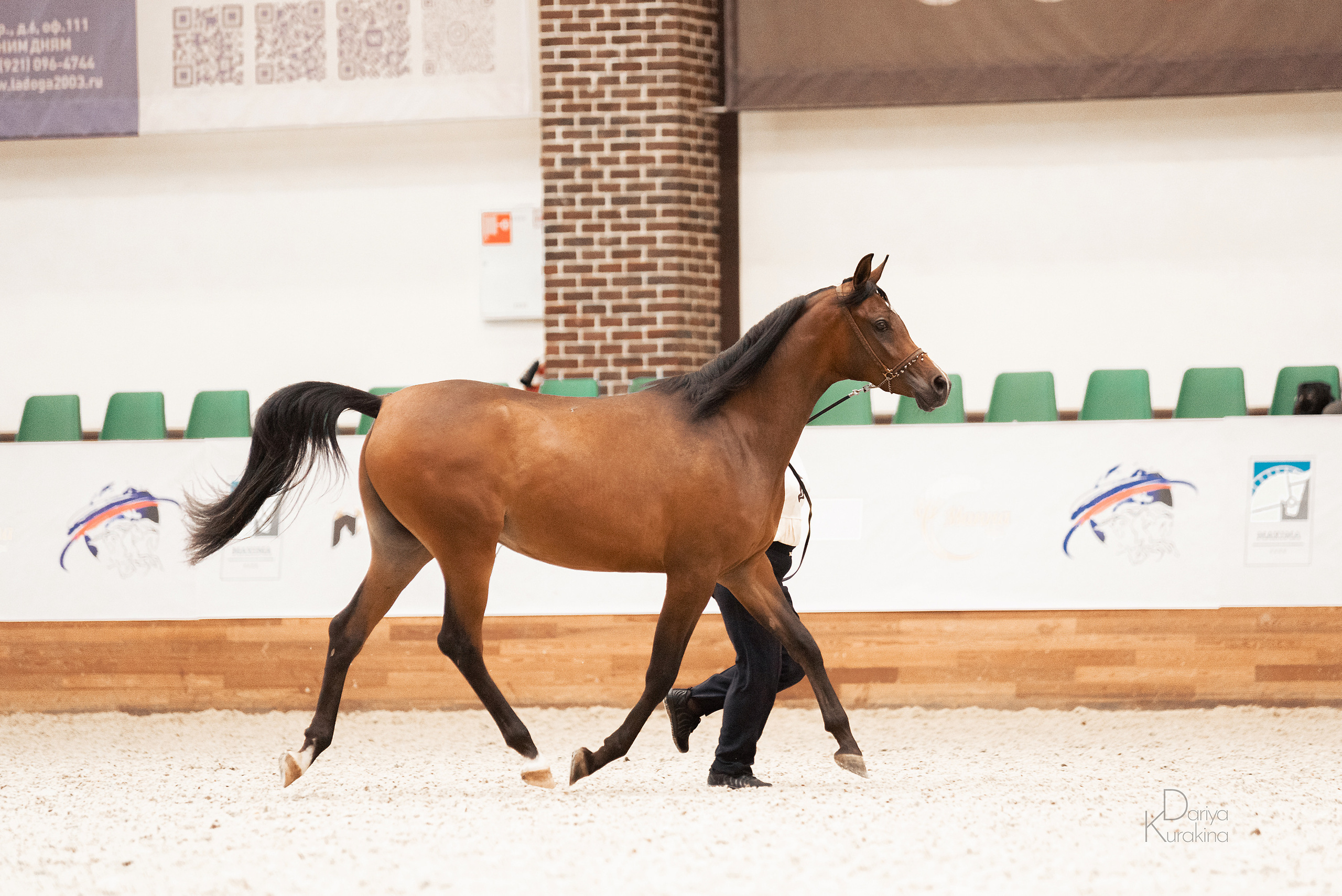 Конная Россия 2021. Конный фотограф Куракина Дарья • Фотосессии с лошадьми