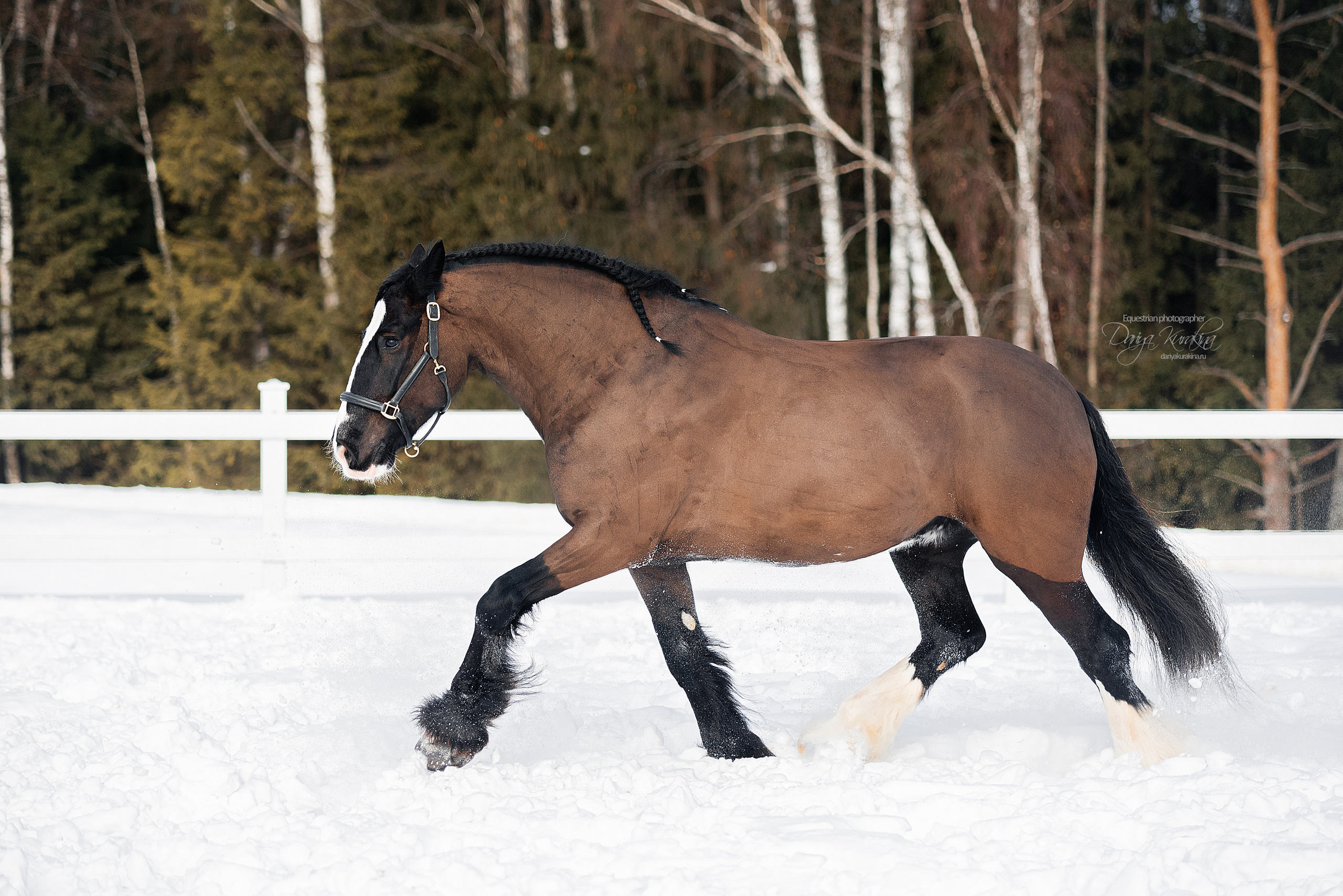 Лафарейдо. Конный фотограф Куракина Дарья • Фотосессии с лошадьми