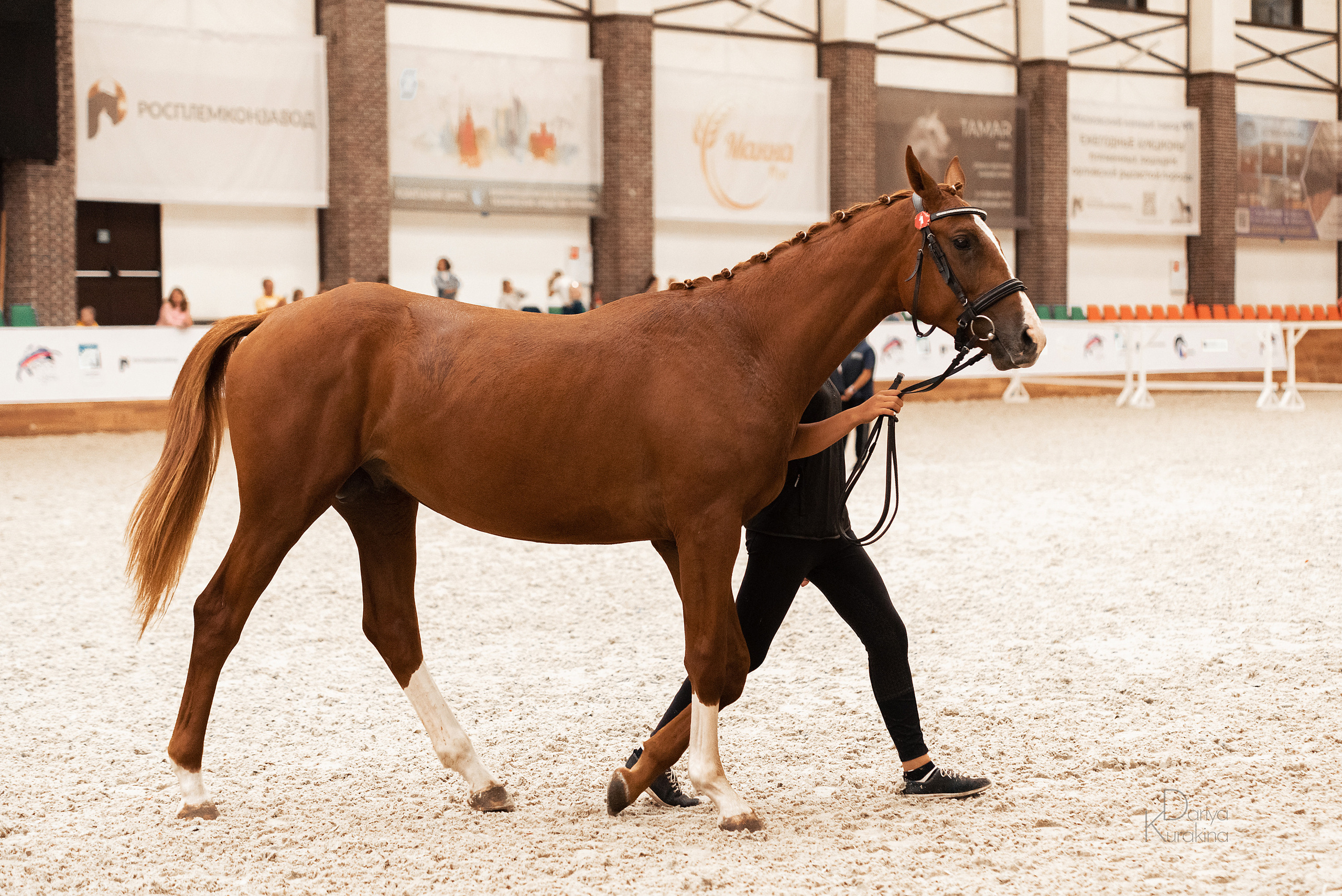 Конная Россия 2021. Конный фотограф Куракина Дарья • Фотосессии с лошадьми