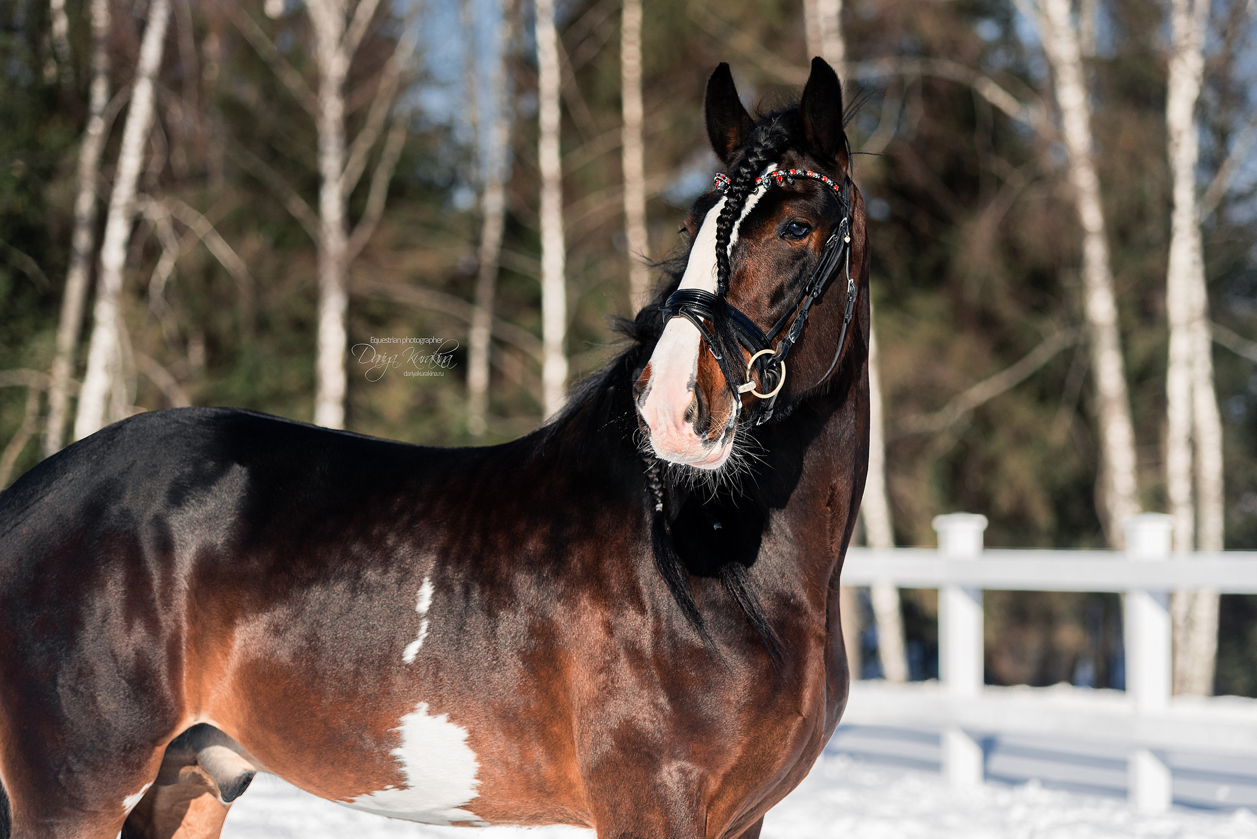 Лафарейдо. Конный фотограф Куракина Дарья • Фотосессии с лошадьми