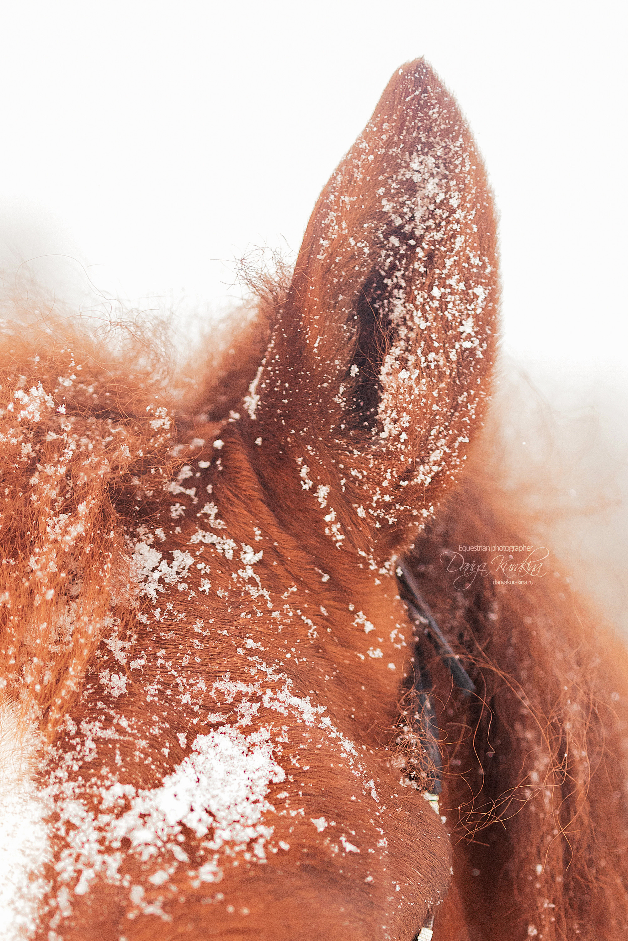 Атос. Конный фотограф Куракина Дарья • Фотосессии с лошадьми