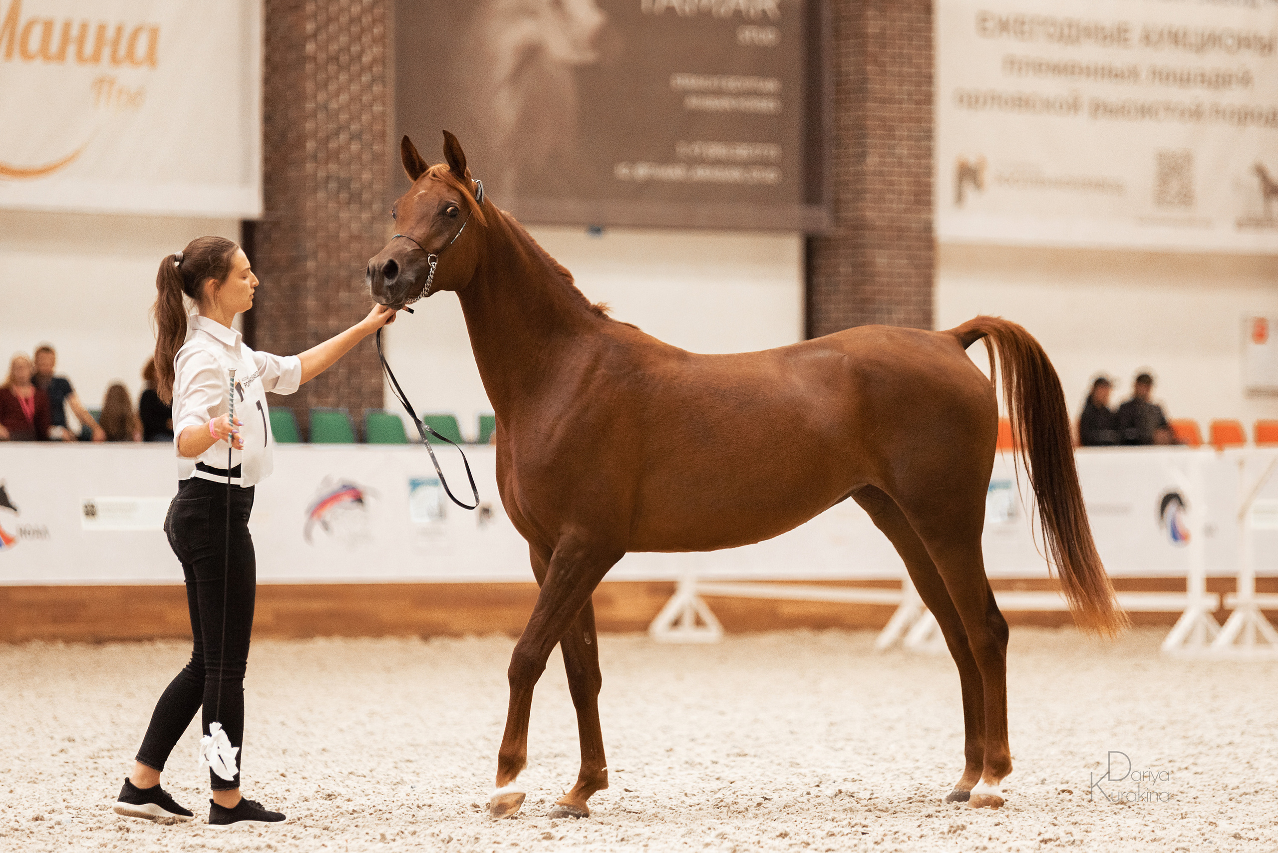 Конная Россия 2021. Конный фотограф Куракина Дарья • Фотосессии с лошадьми