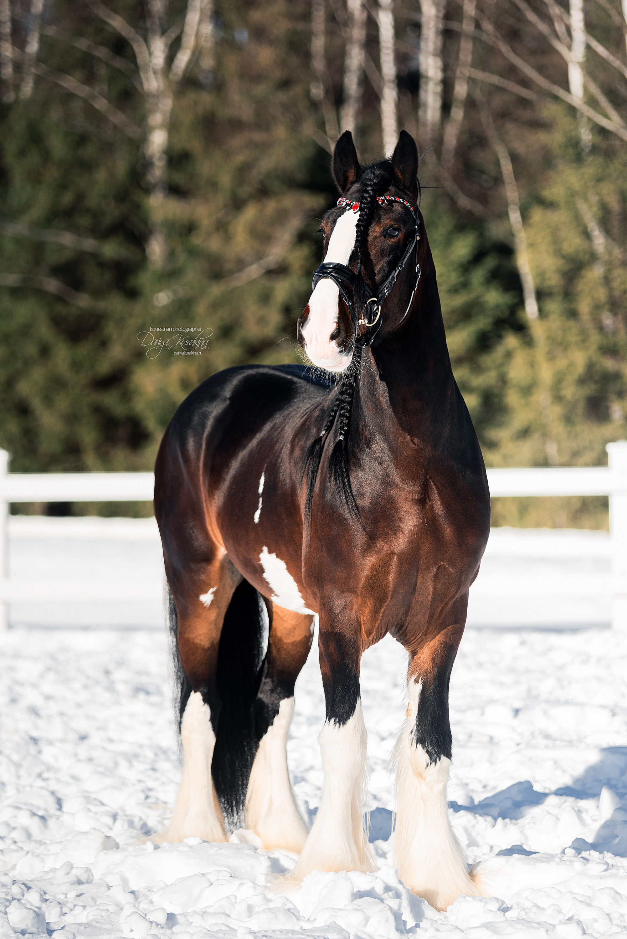 Лафарейдо. Конный фотограф Куракина Дарья • Фотосессии с лошадьми