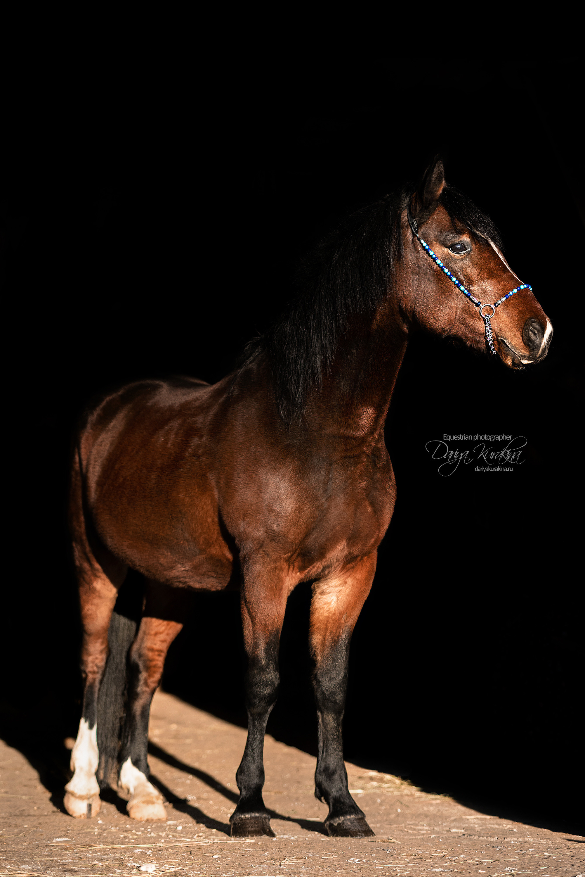 Сияние. Конный фотограф Куракина Дарья • Фотосессии с лошадьми