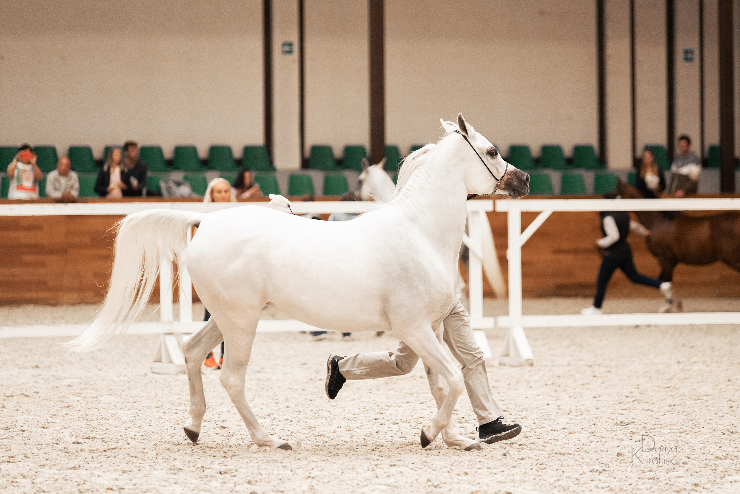 Конная Россия 2021. Конный фотограф Куракина Дарья • Фотосессии с лошадьми