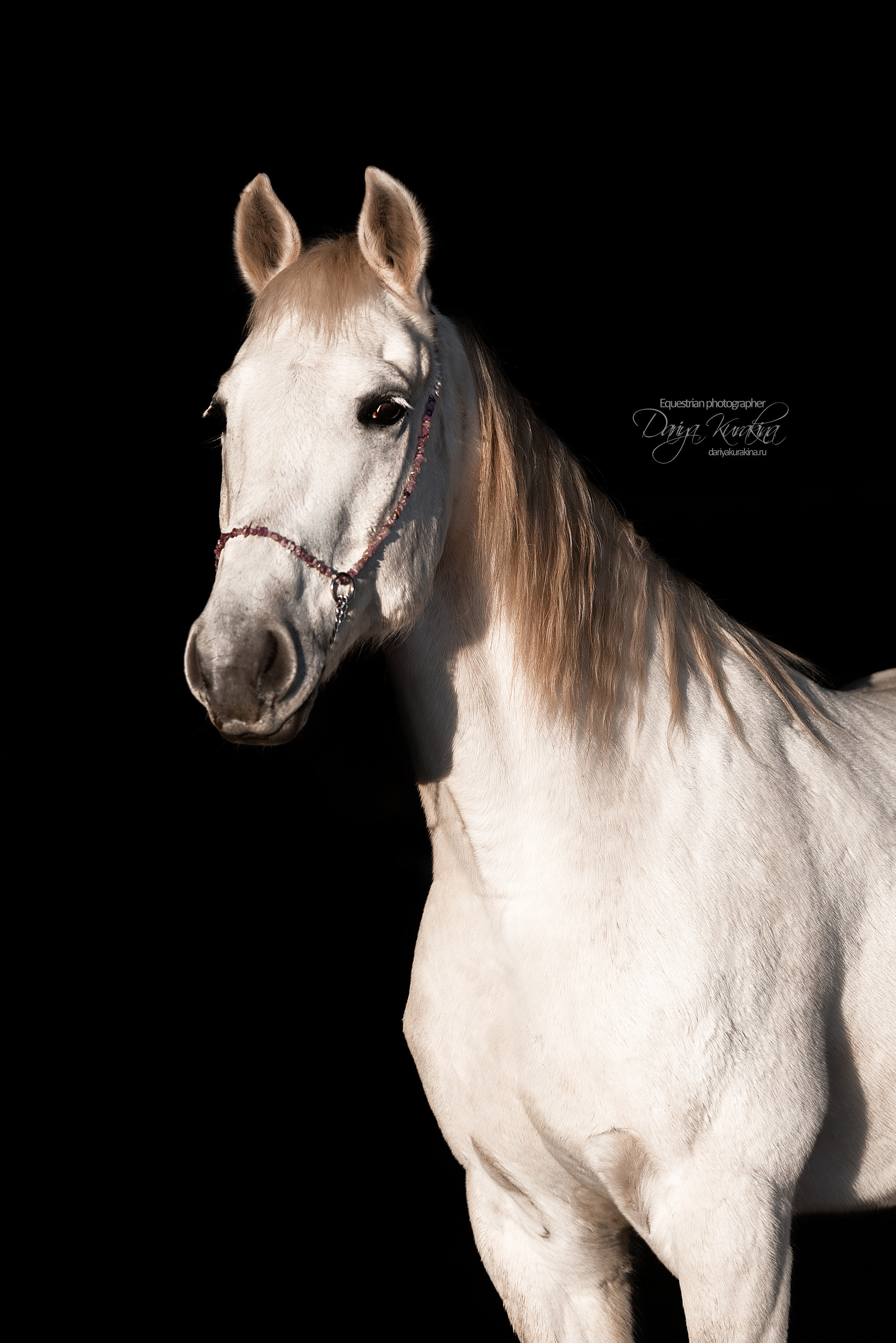 Сияние. Конный фотограф Куракина Дарья • Фотосессии с лошадьми