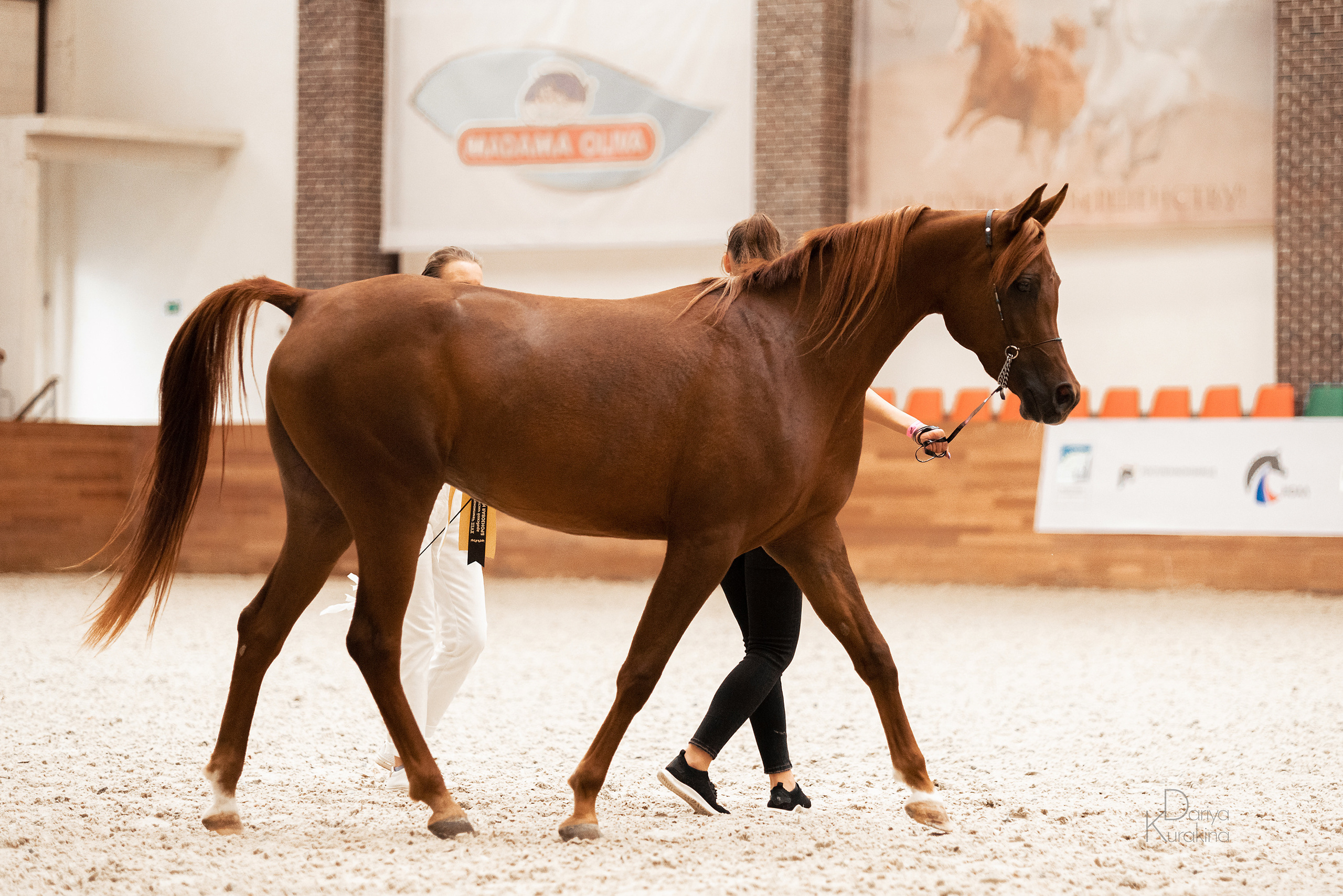 Конная Россия 2021. Конный фотограф Куракина Дарья • Фотосессии с лошадьми