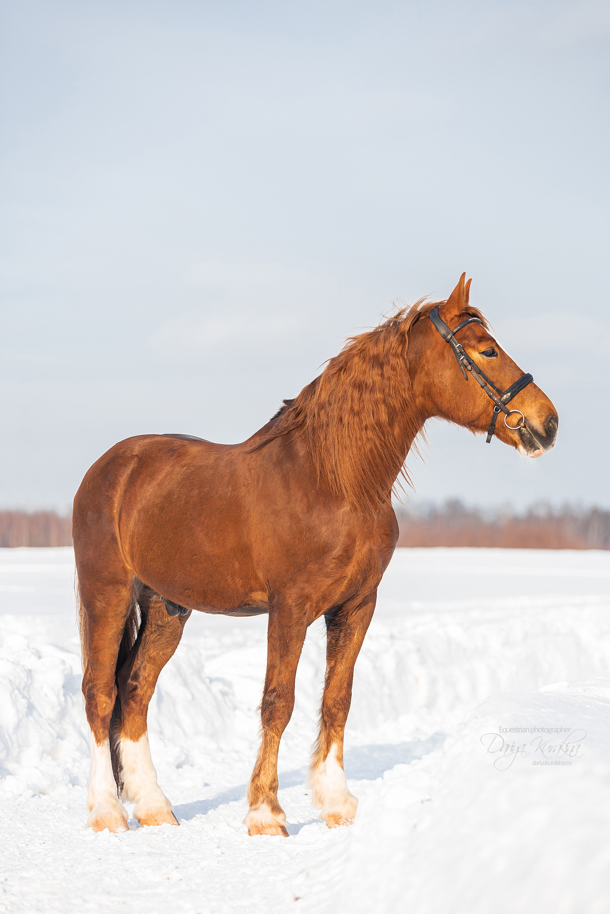 Лиза и Ригард. Конный фотограф Куракина Дарья • Фотосессии с лошадьми