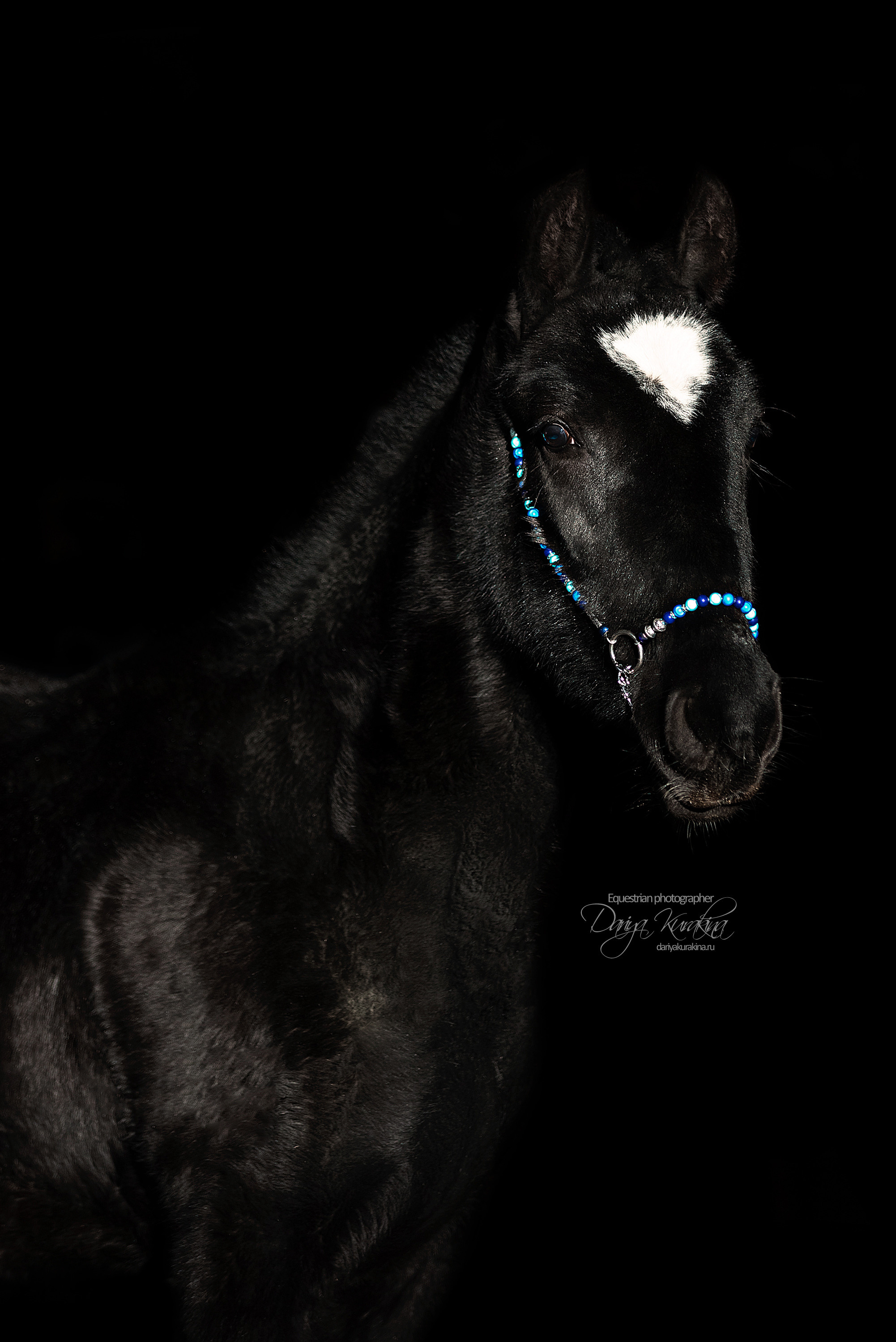 Сияние. Конный фотограф Куракина Дарья • Фотосессии с лошадьми