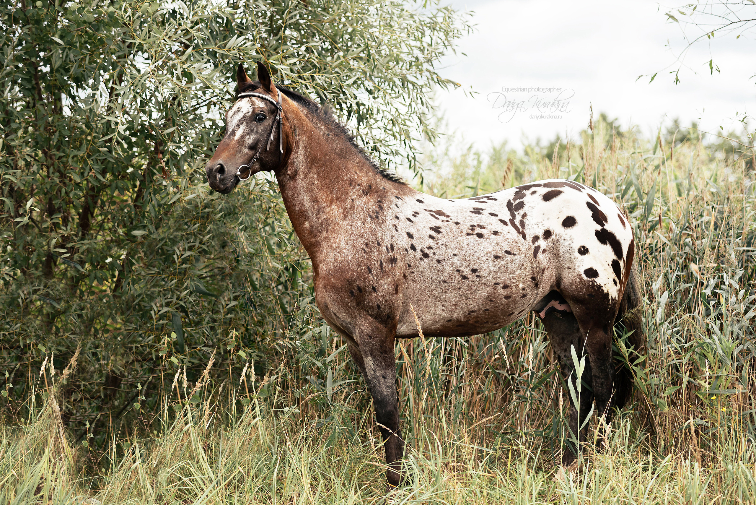 Кнабы. Конный фотограф Куракина Дарья • Фотосессии с лошадьми