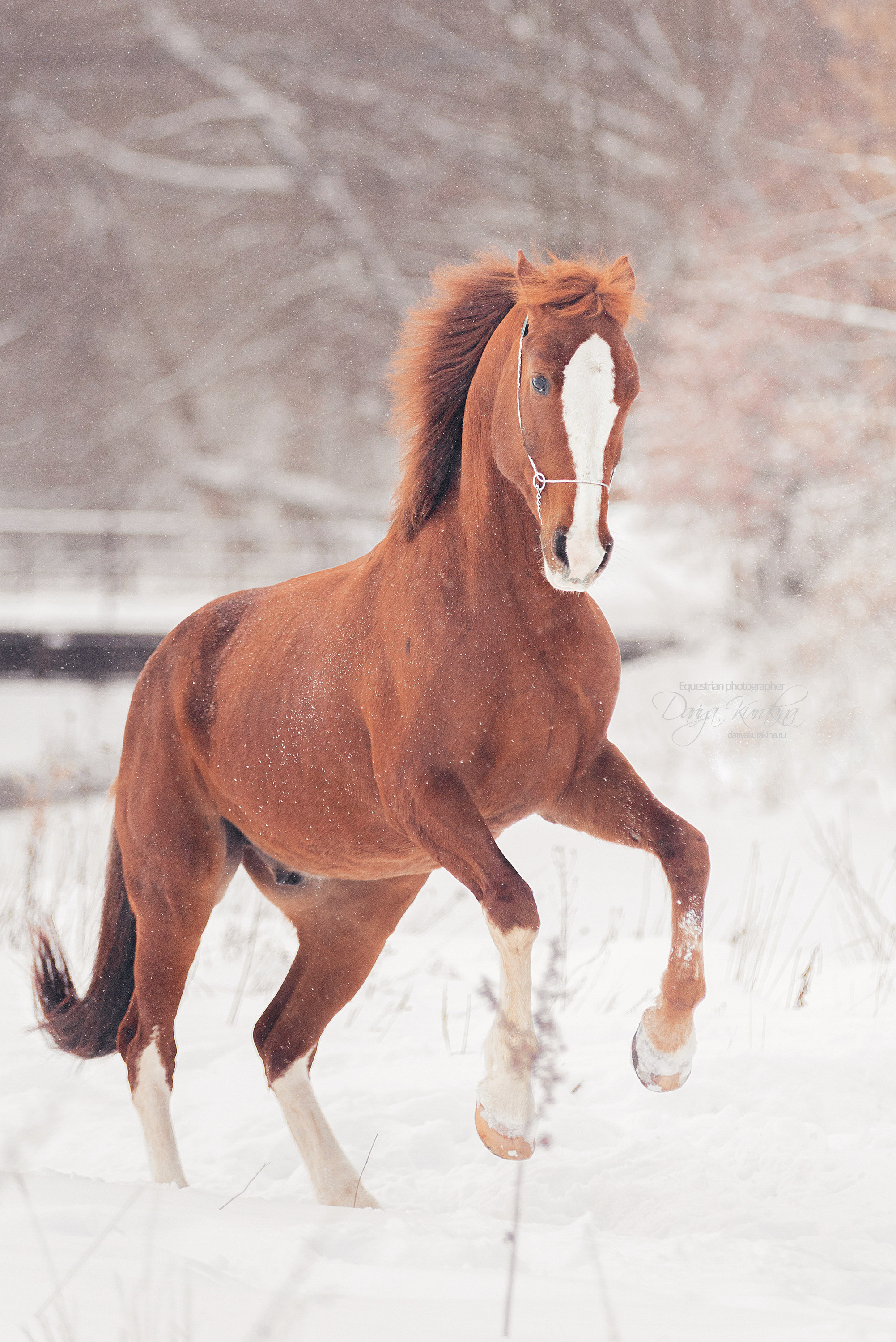 Атос. Конный фотограф Куракина Дарья • Фотосессии с лошадьми