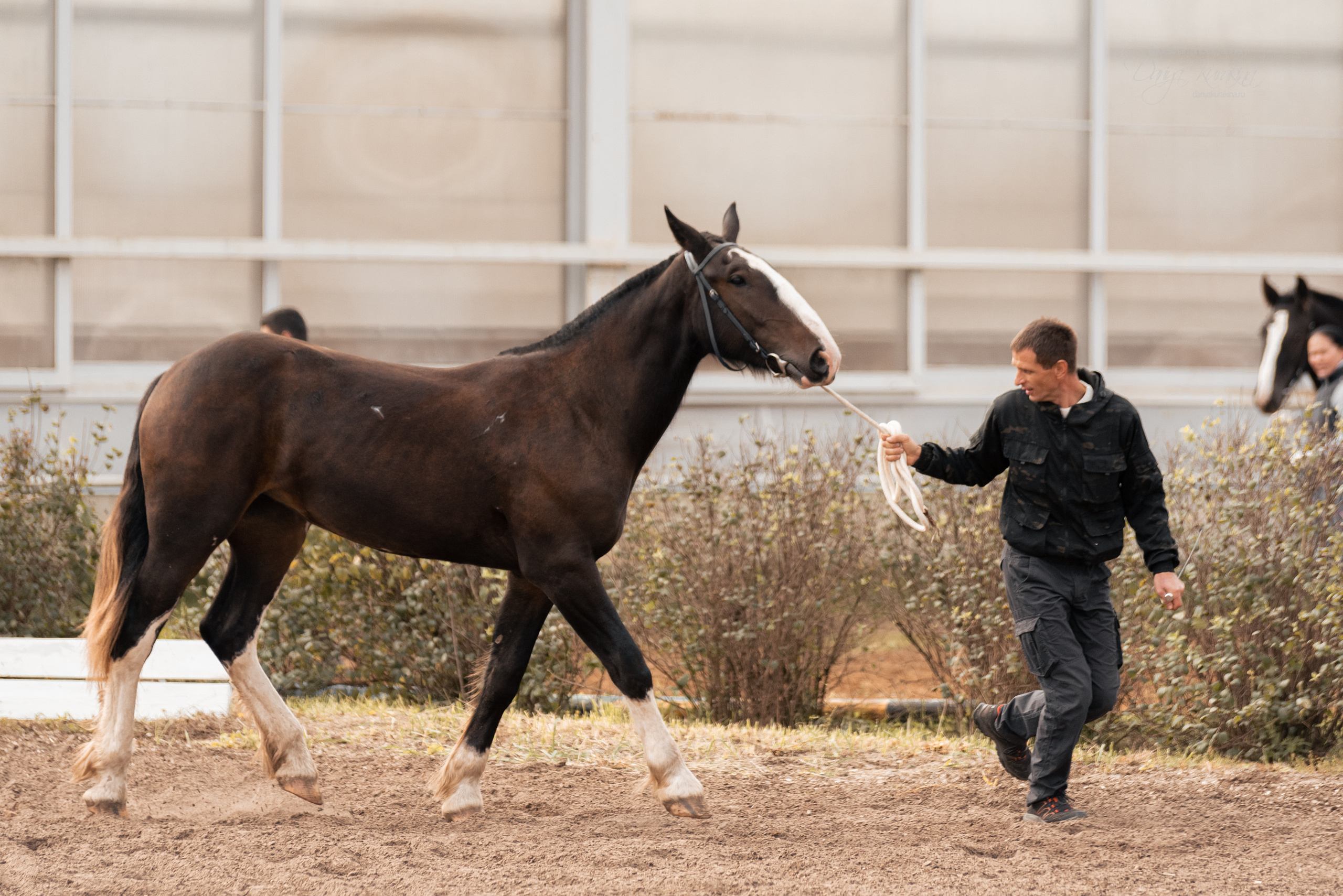 Богдарня. Конный фотограф Куракина Дарья • Фотосессии с лошадьми