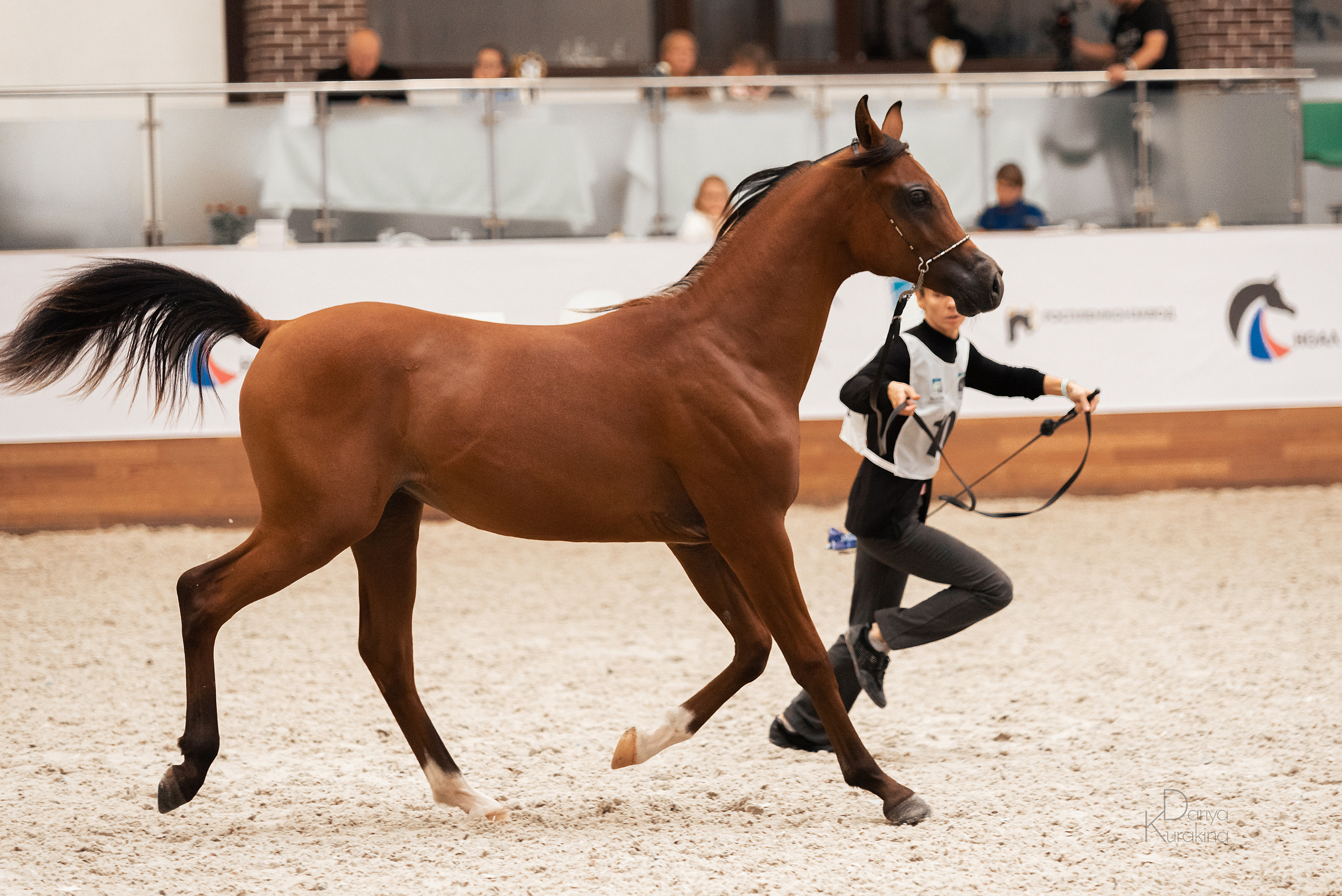 Конная Россия 2021. Конный фотограф Куракина Дарья • Фотосессии с лошадьми